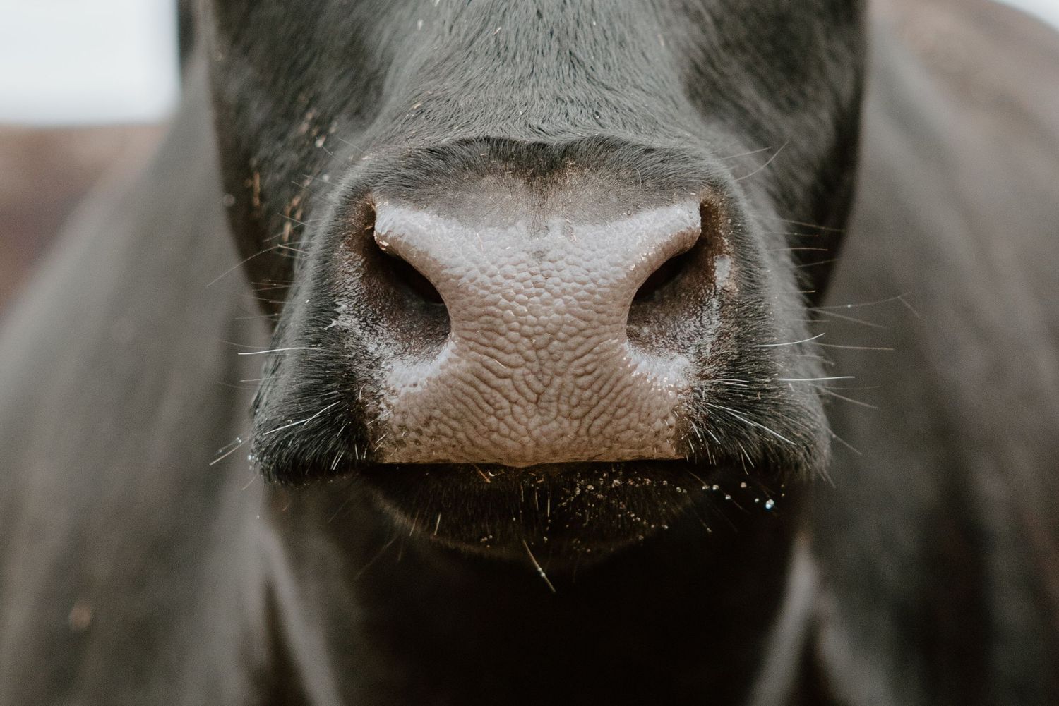 Close up macro photograph of a wet black dog nose with water droplets and textured skin.