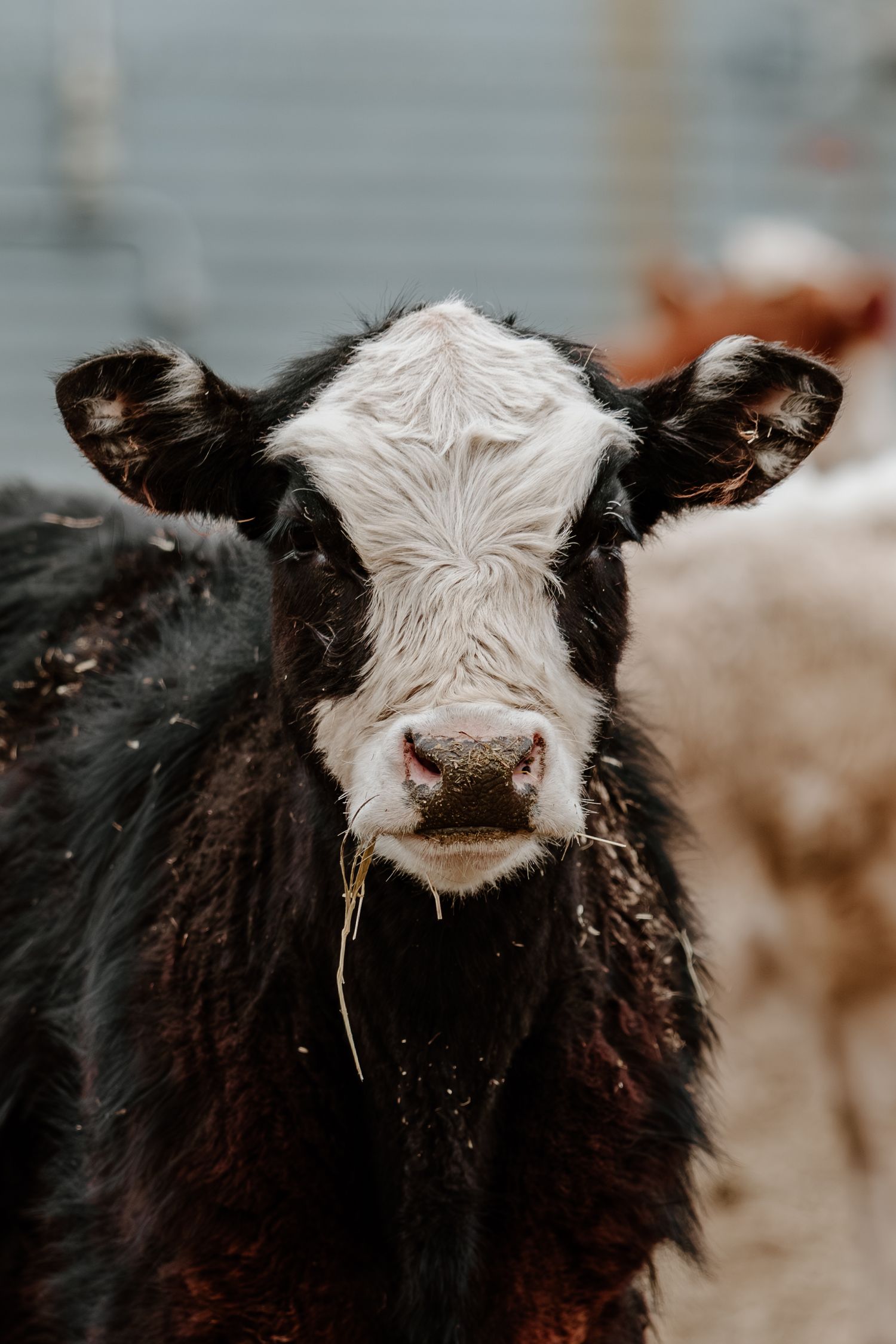 Black and white calf chewing hay, looking directly at camera in a farm setting.
