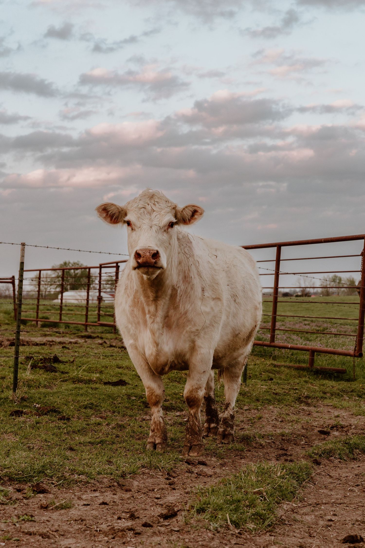 Three fluffy white Highland cattle standing in a muddy field with metal fencing under an overcast sky.