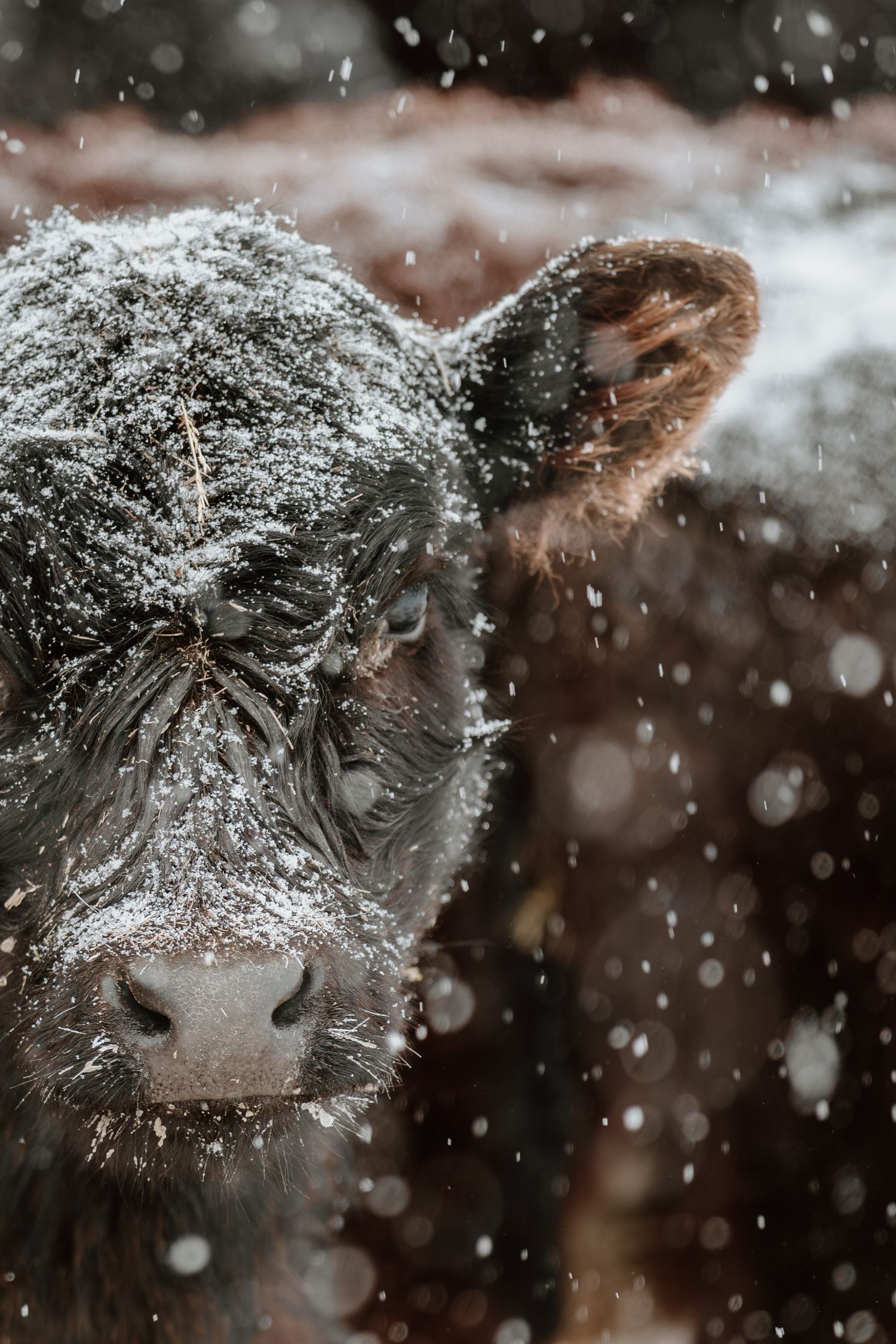 A snow-covered black calf stands outdoors during a winter snowstorm, with snowflakes falling around its face.