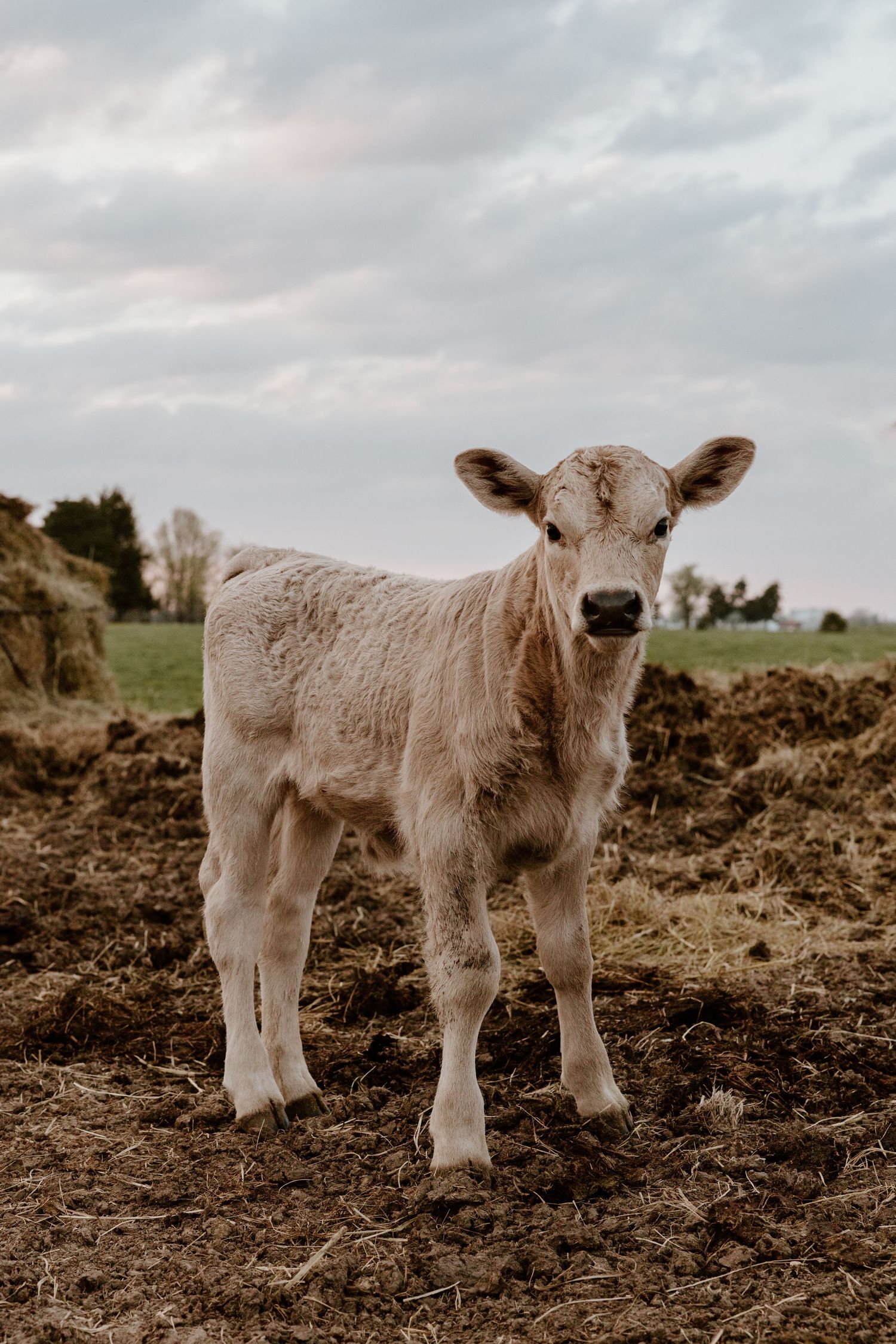 Four aesthetically captured beige baby calves standing on dark soil under an overcast sky.