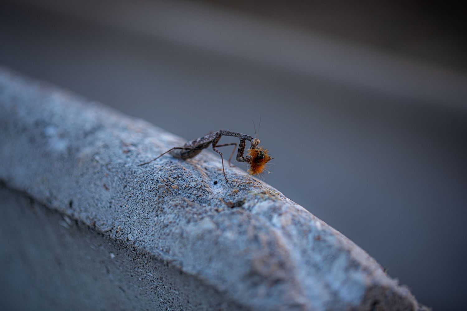 Macro shot of an ant exploring on a concrete surface.