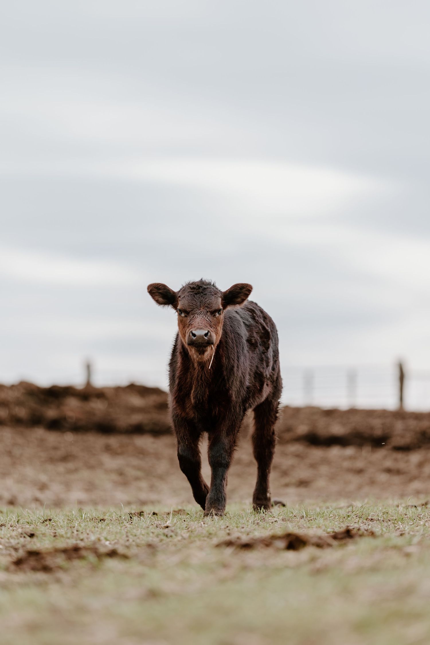 A young black calf walks toward the camera on a muddy green pasture under a cloudy sky.