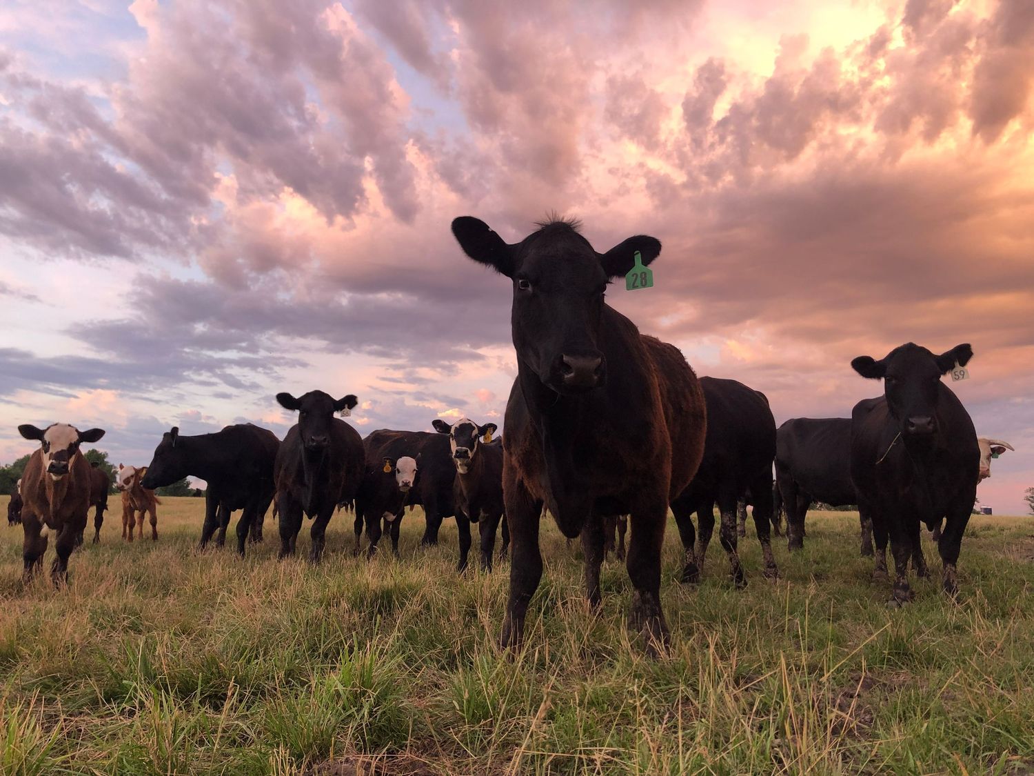 Black cattle herd standing in a field against dramatic sunset sky with pink clouds.
