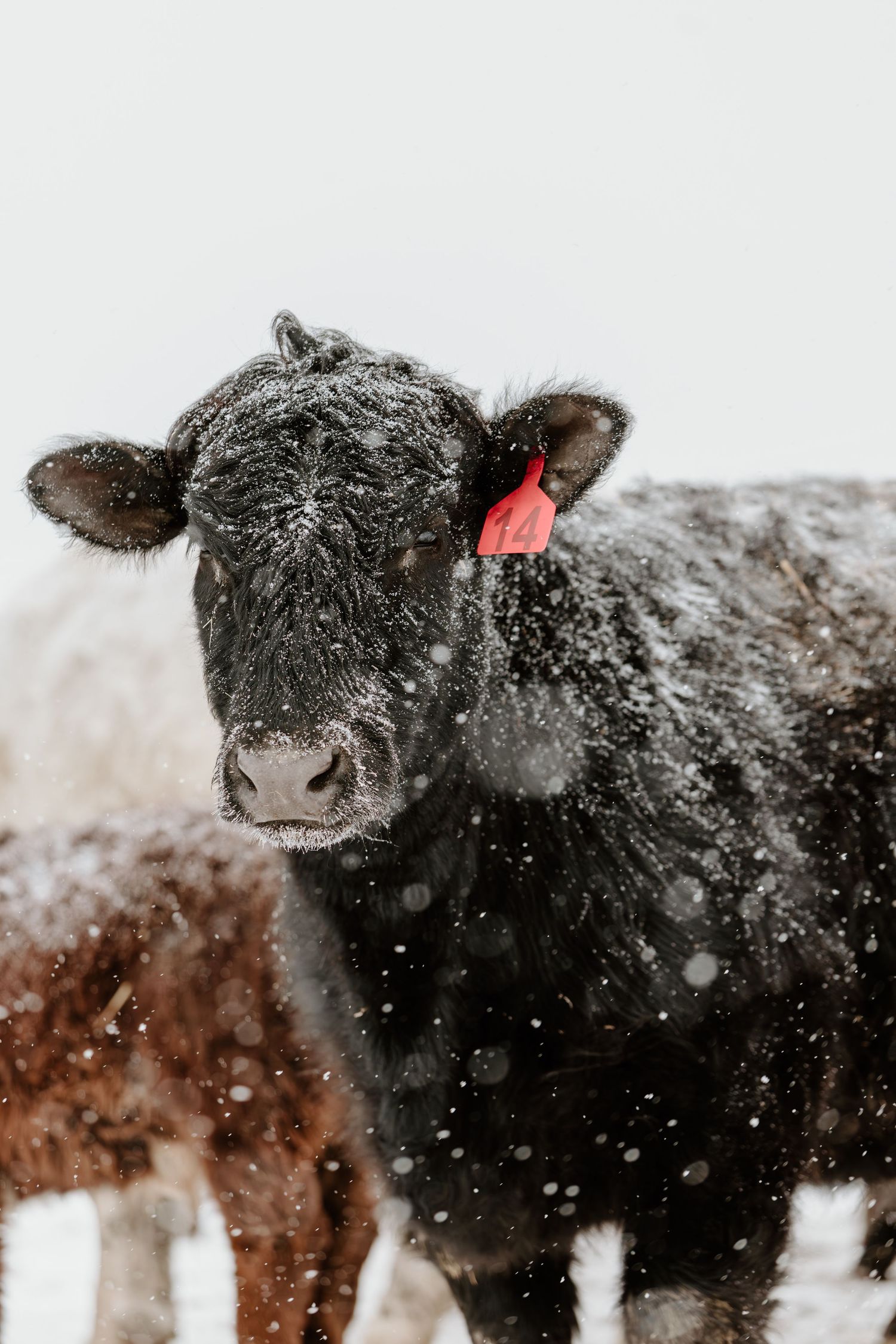 Black Angus cow covered in snow with red ear tag standing in a winter snowstorm on a farm.