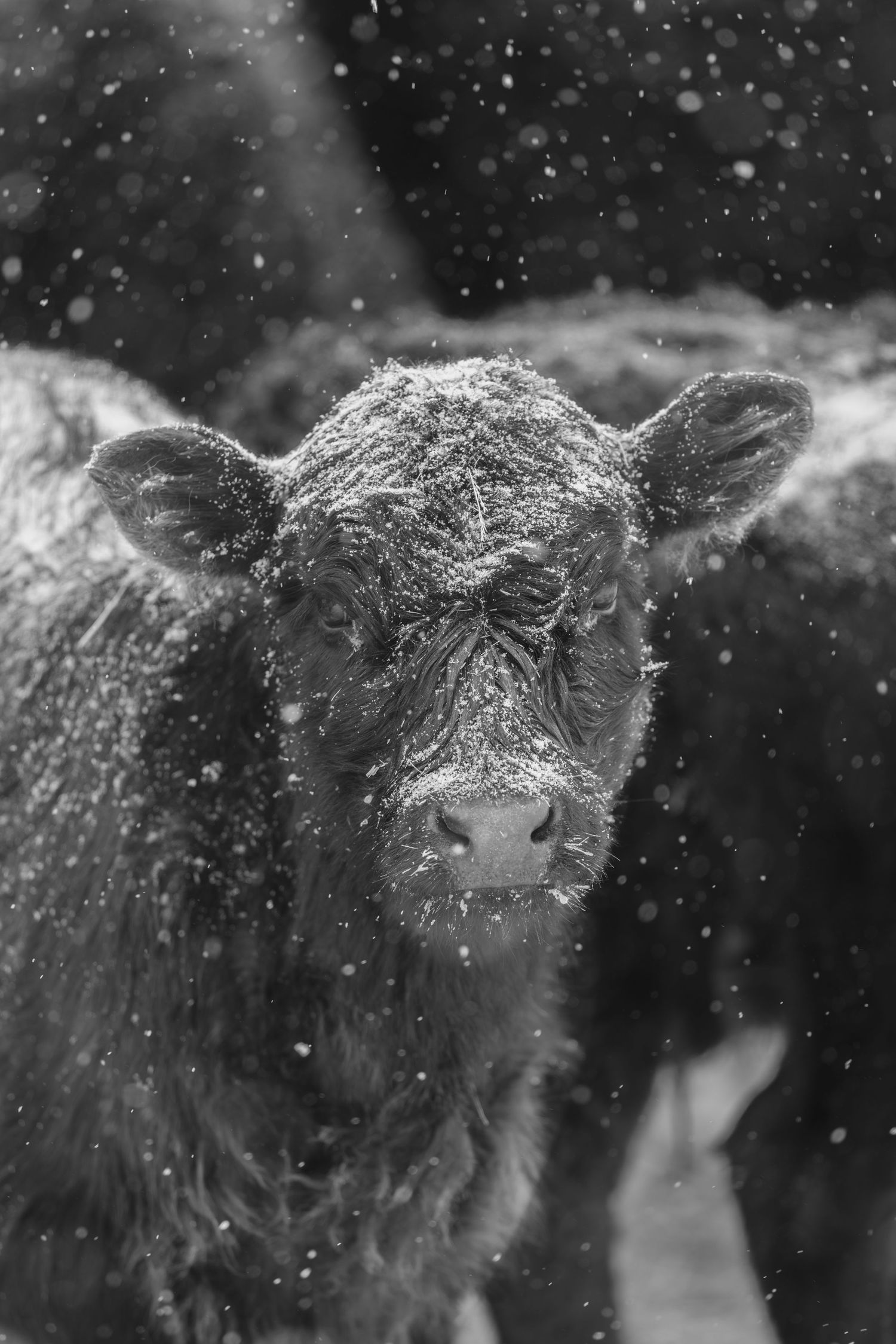 Black and white photo of a snow-dusted black calf facing the camera during a heavy snowfall.