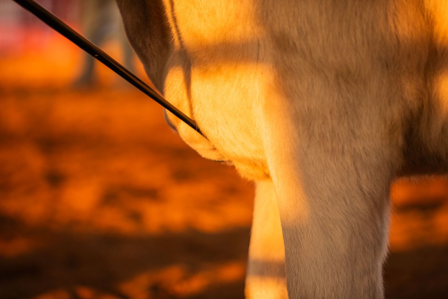 Close-up detail of cattle show halter lead against sunset lighting.