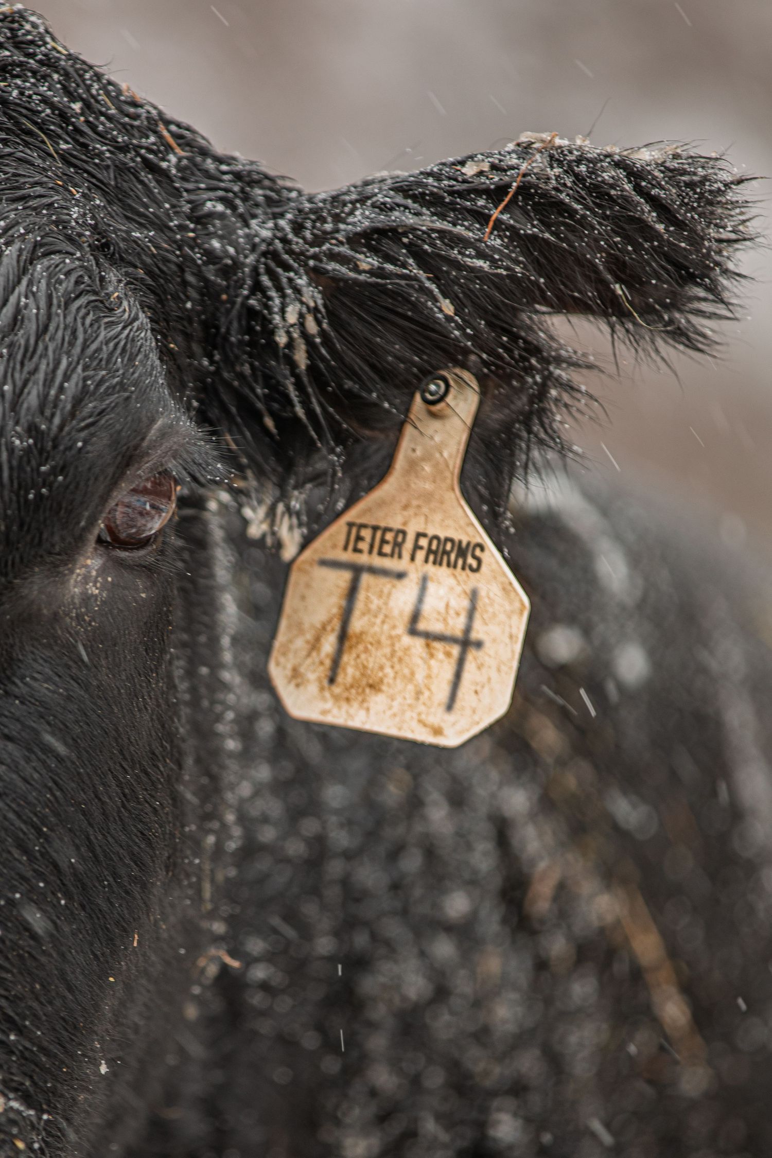 Close-up of a black cow's ear tag showing identification number against dark fur.