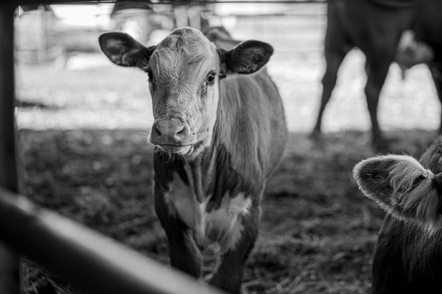 A black and white photograph of a young calf looking directly at the camera with curious eyes.