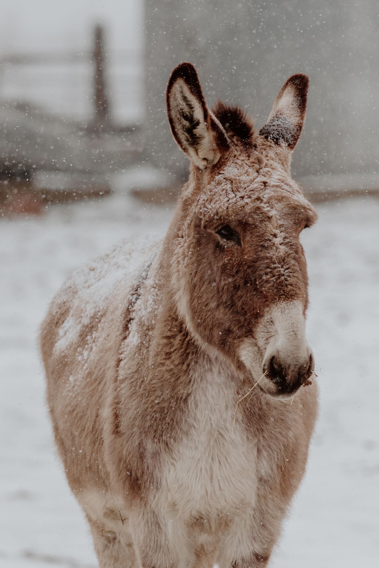 A brown donkey standing in a snowy field during a snowstorm, with snowflakes covering its fur.