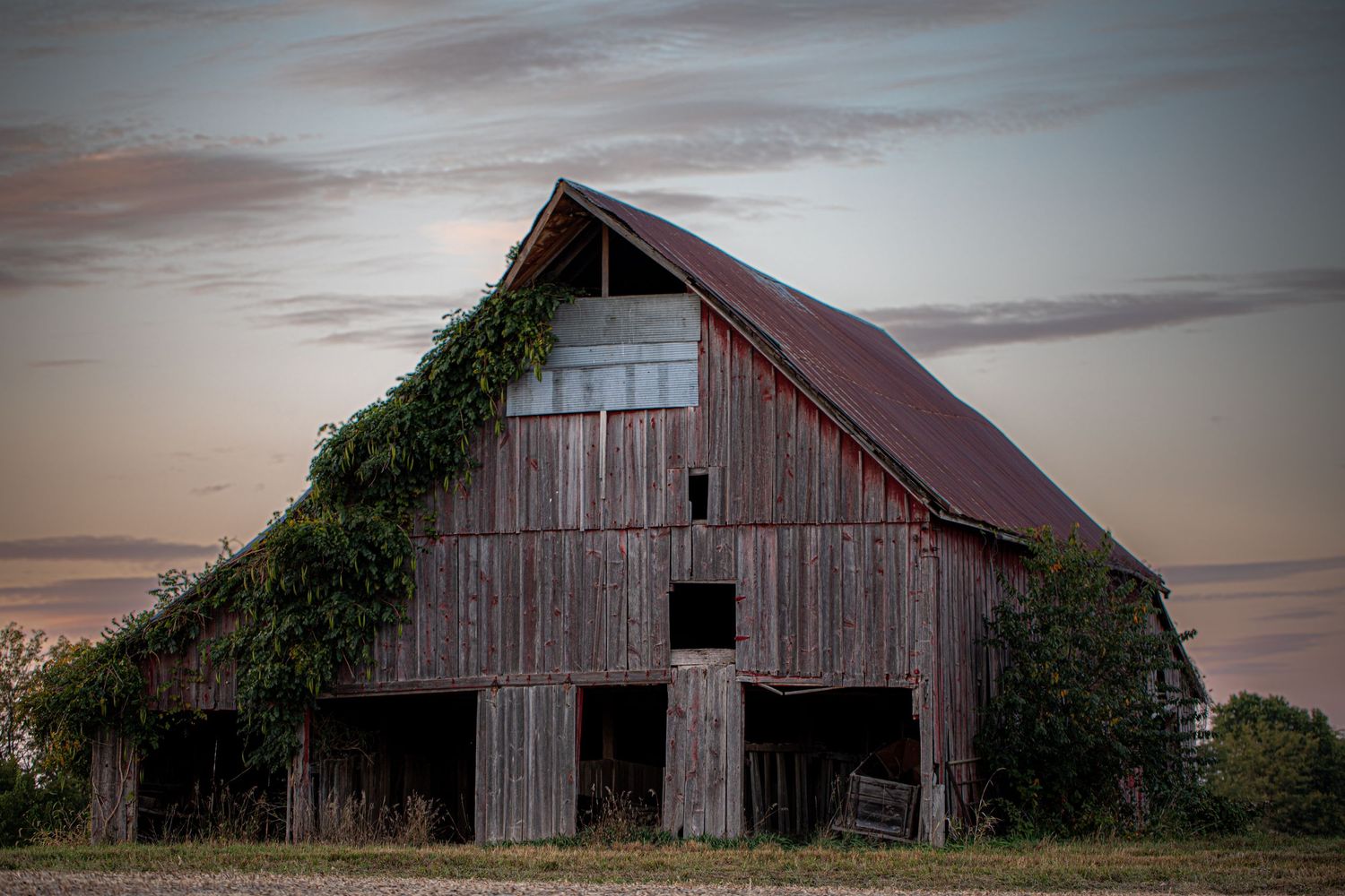 Old weathered wooden barn with ivy growing on its side at dusk.