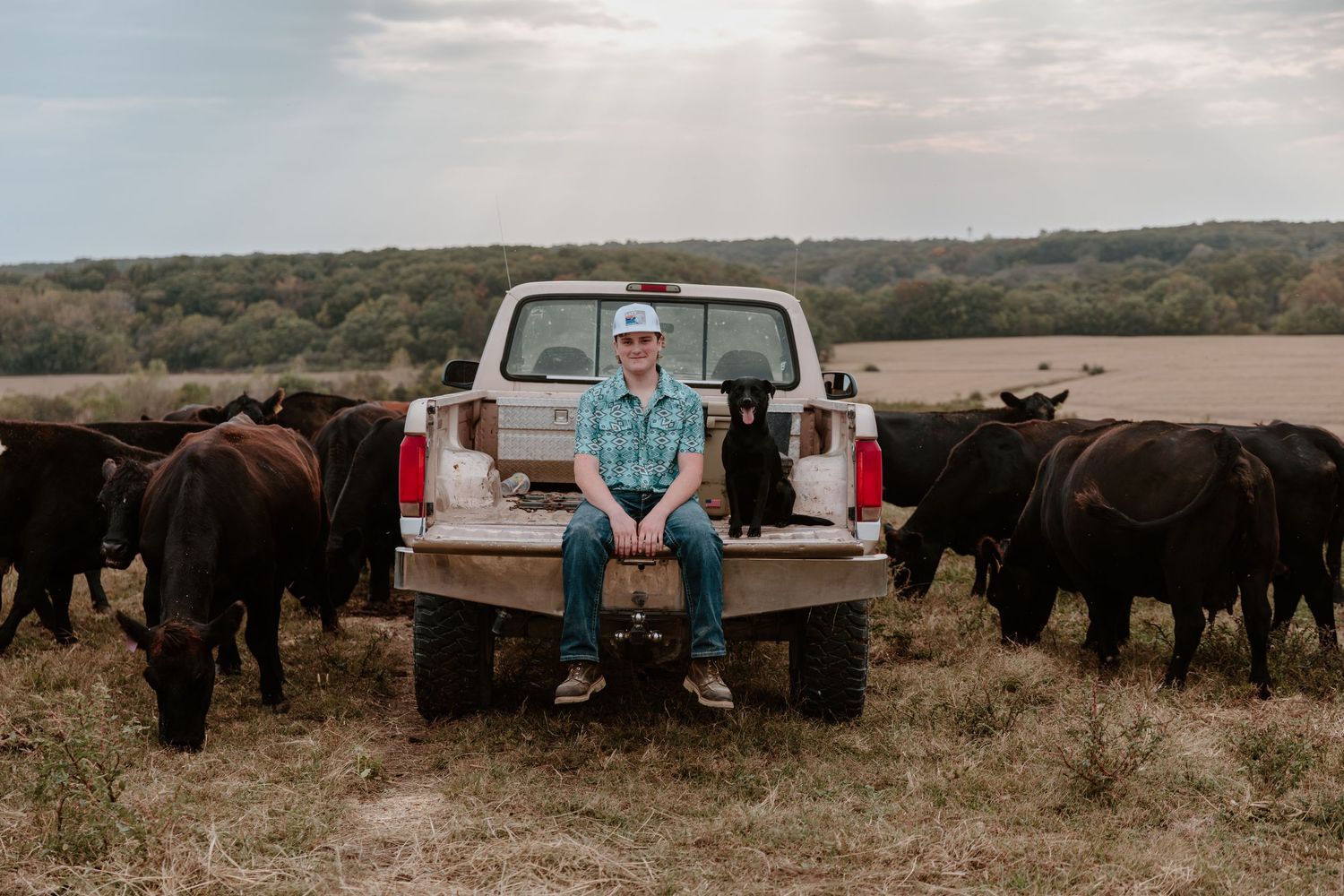 White pickup truck parked in a field surrounded by black cattle during an overcast day in rural countryside.
