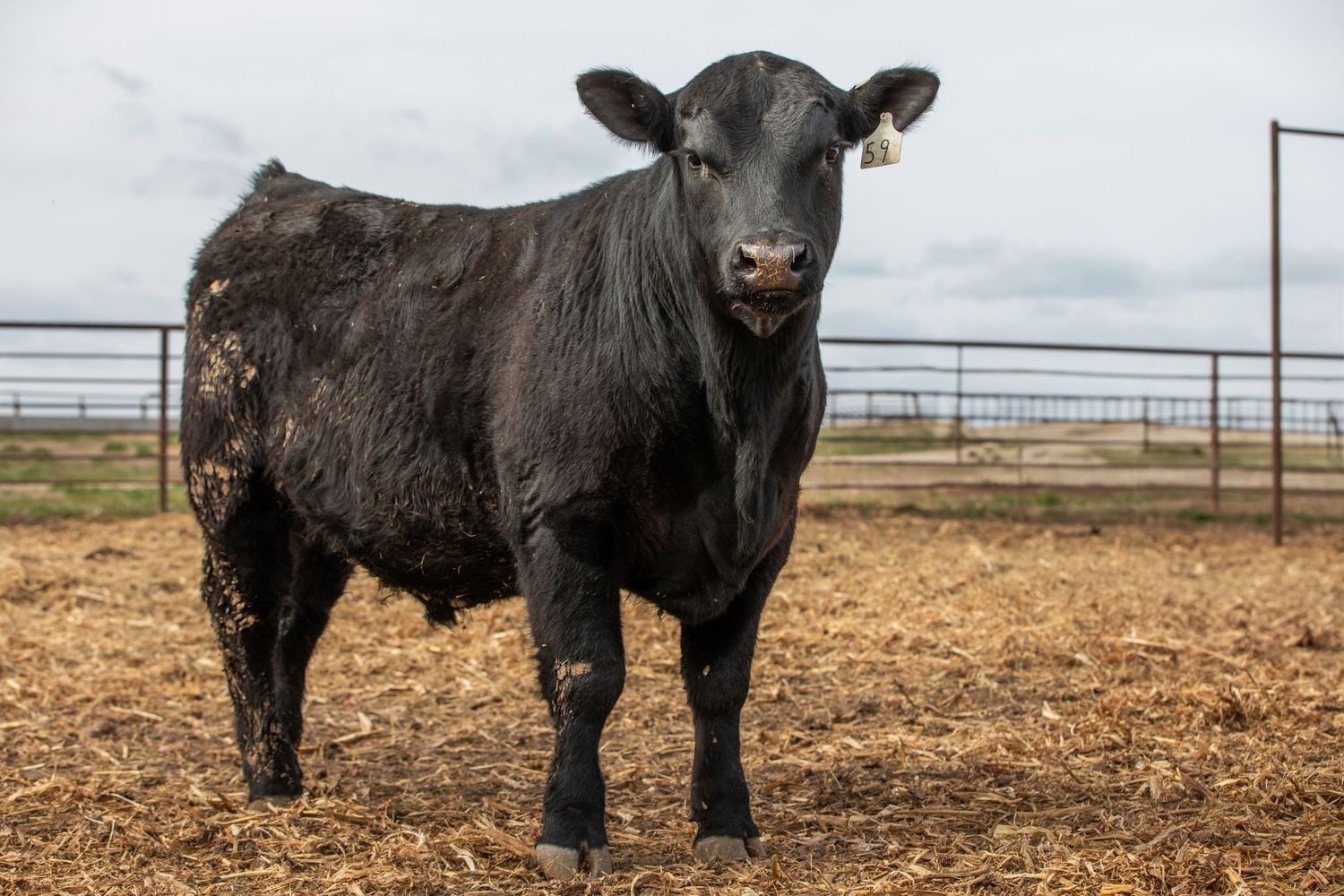 A black Angus beef cow stands in a dirt pen with metal fencing visible in the background.