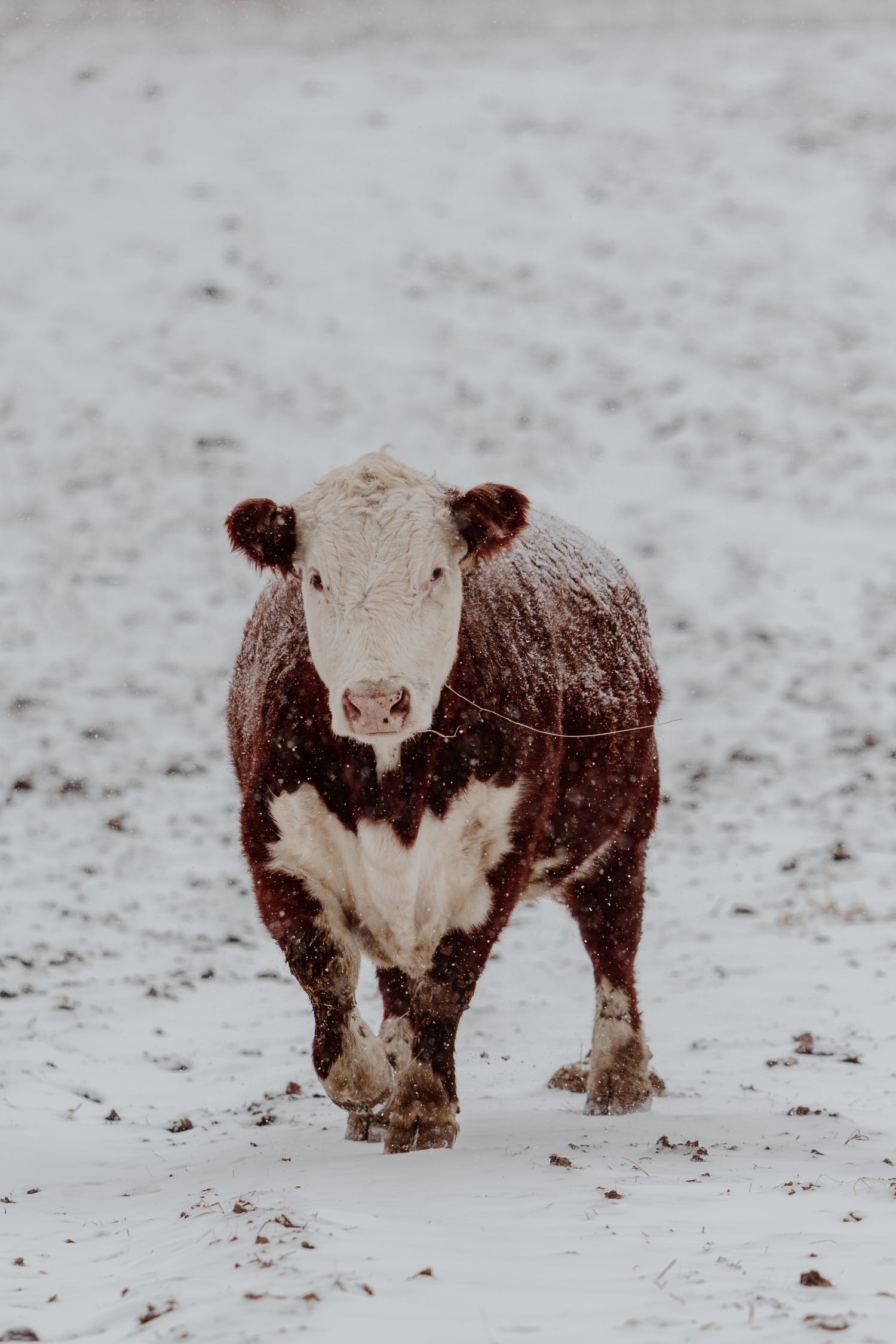 A Hereford cow stands in a snowy field during a snowstorm, facing the camera with snow dusting its brown and white coat.