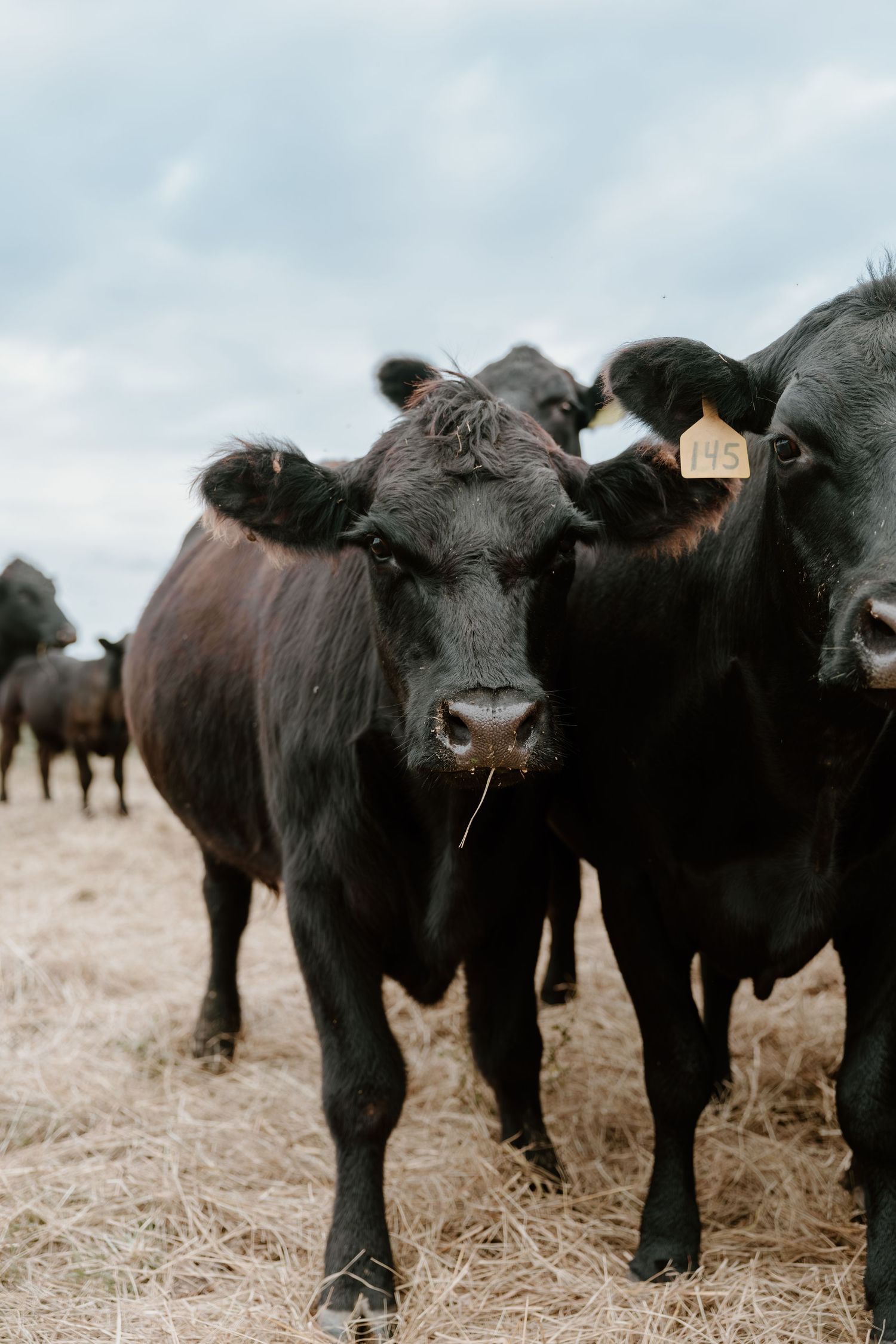 A herd of black Angus cattle standing together in a field with dried grass and overcast sky in the background.