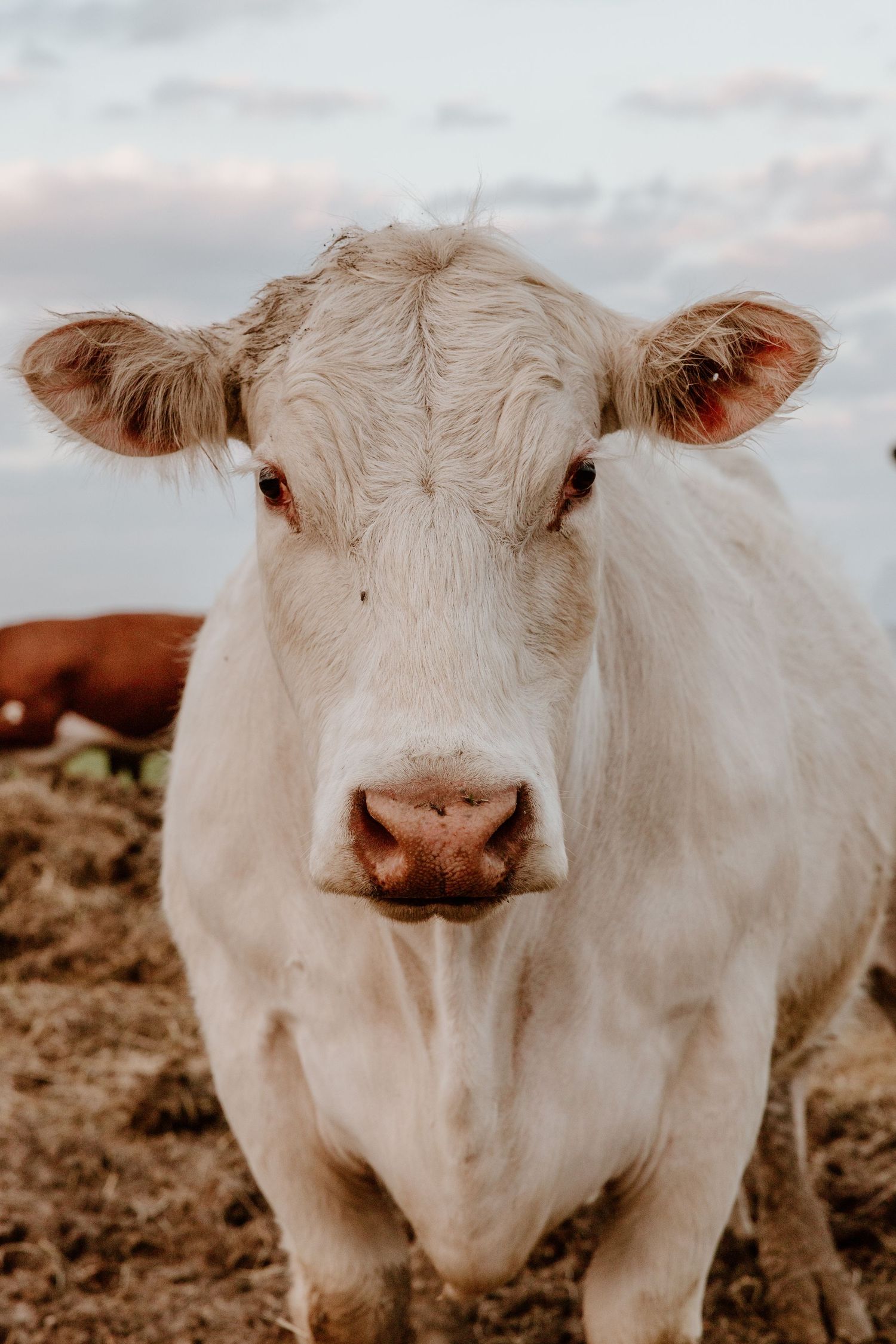 A close-up portrait of a white Charolais calf with large brown eyes looking directly at the camera.