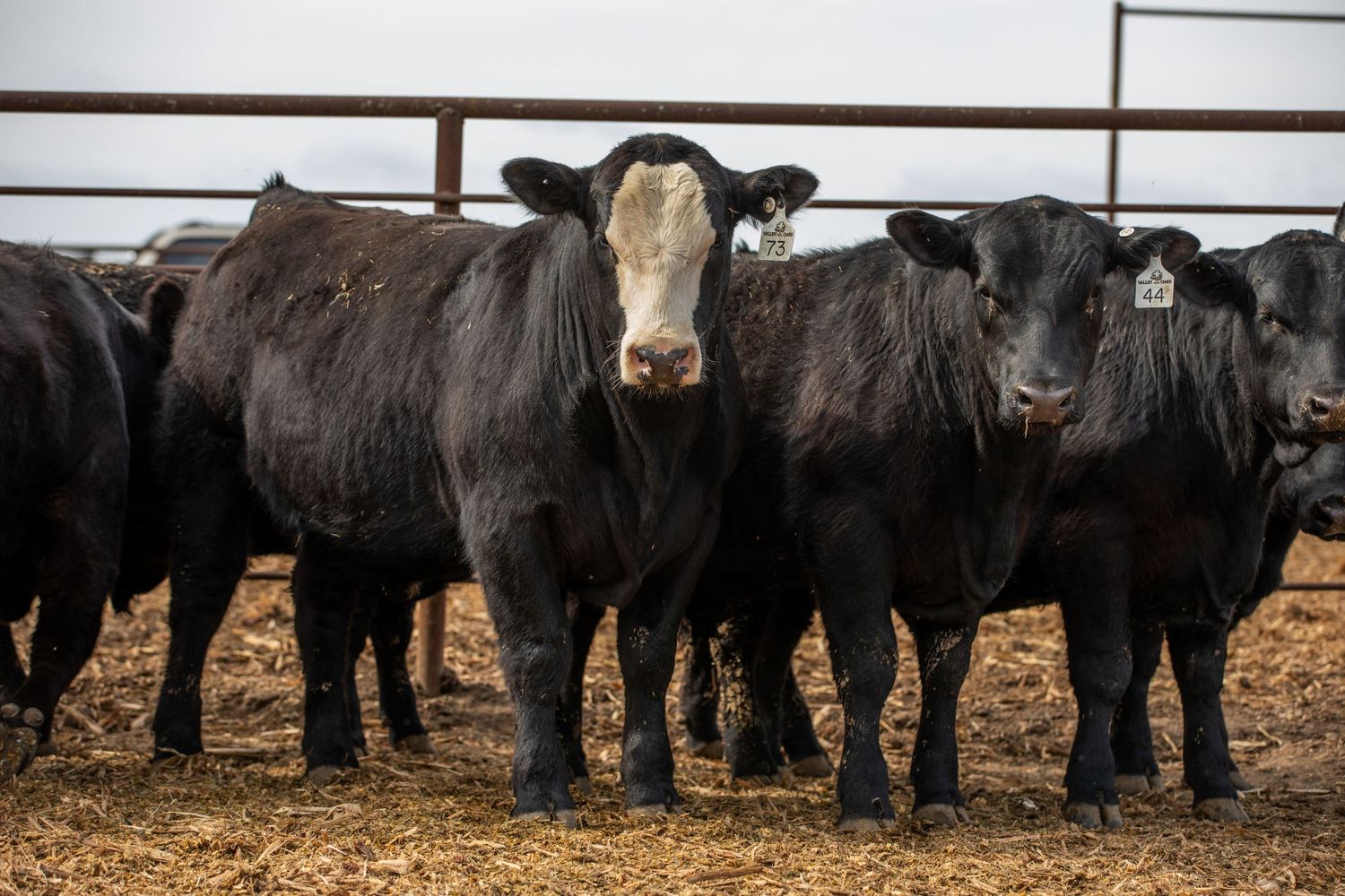Group of black Angus cattle standing together in a feedlot pen.