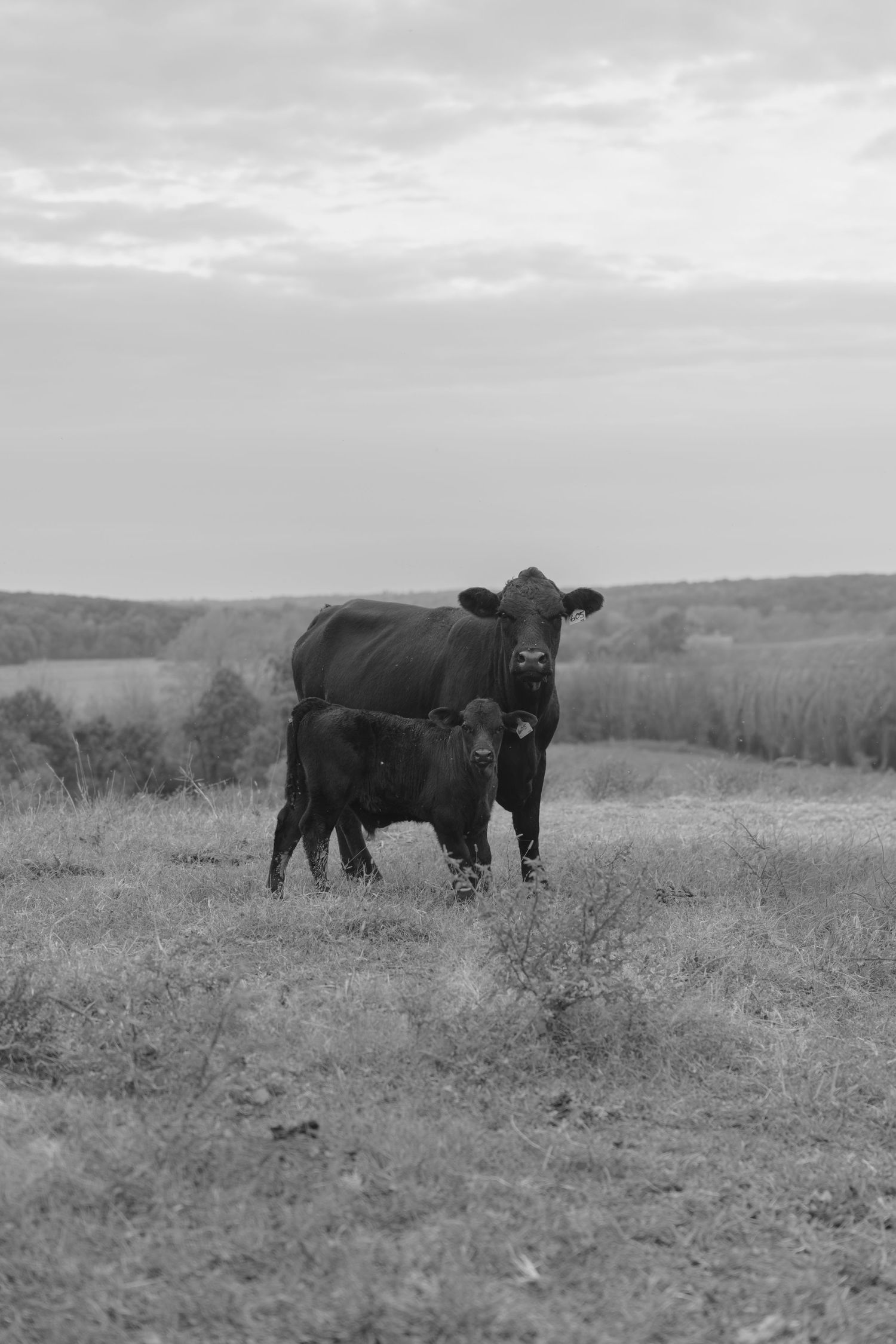 Black Angus cattle graze on a grassy hillside in a black and white landscape photograph.