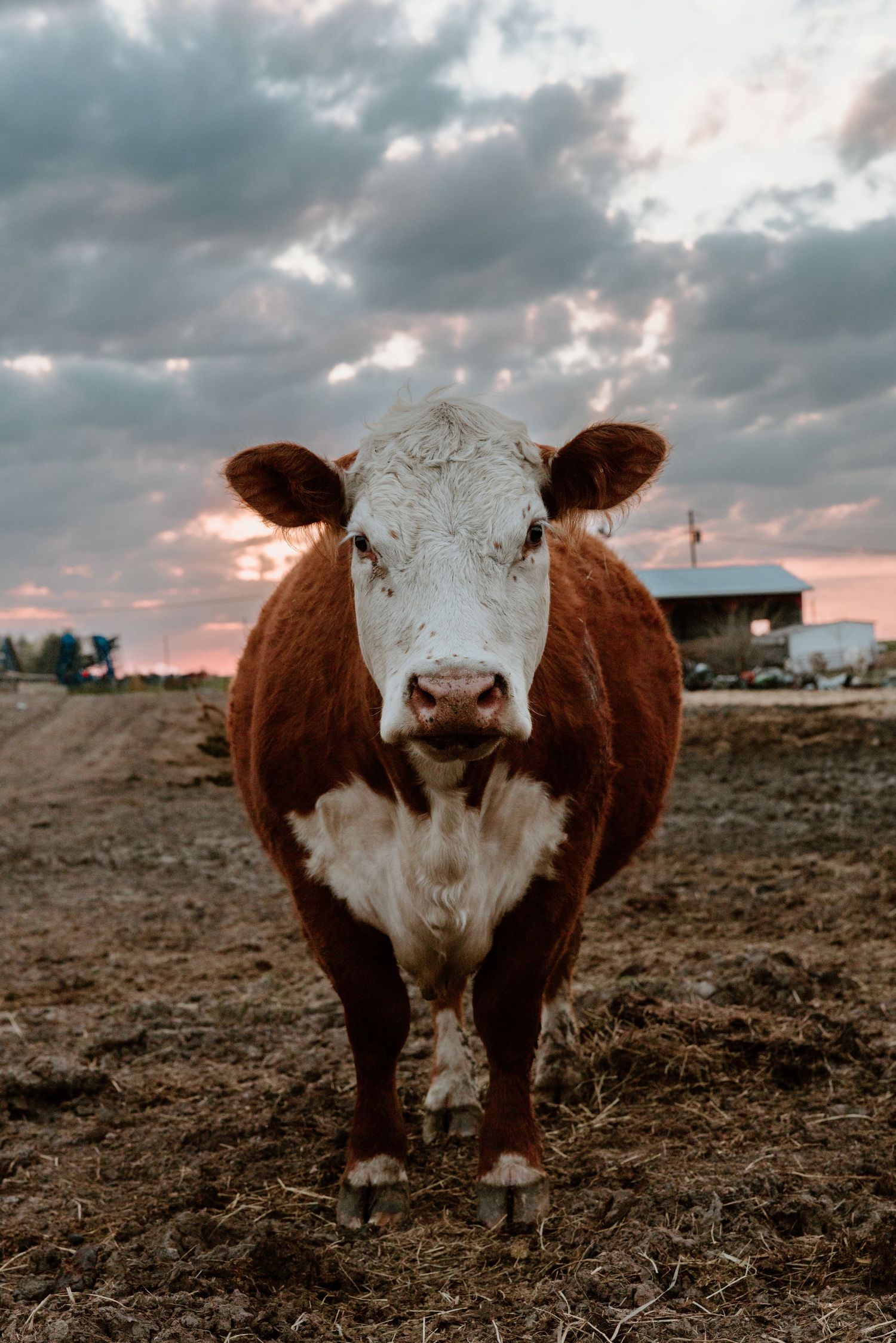 Brown and white Hereford cow standing in a field at sunset with dramatic cloudy sky in the background.