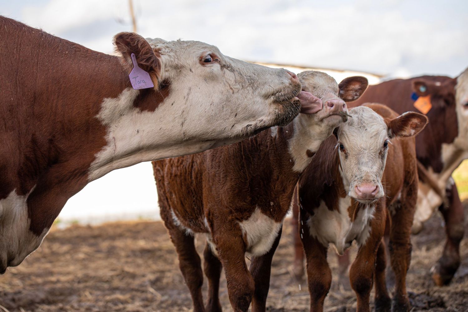 Two cows touching noses in a close-up shot on a farm.