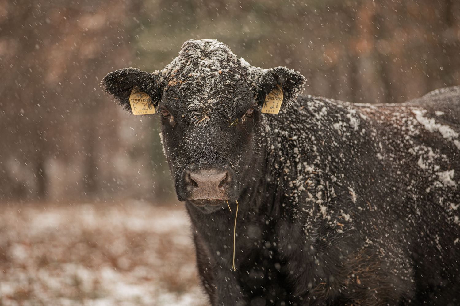 Black cow covered in snow flakes looking directly at camera in winter landscape.