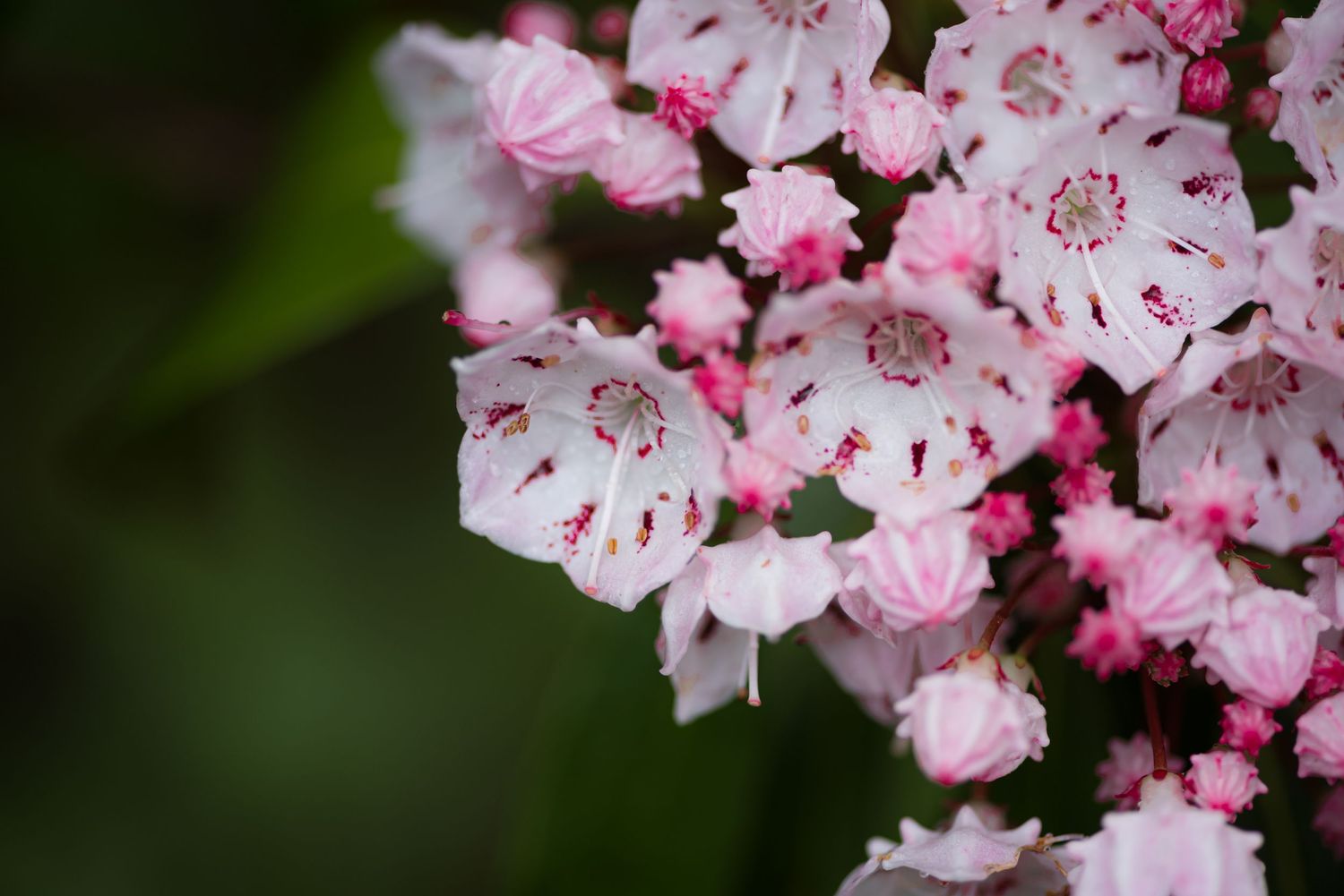 Close-up of delicate pink and white mountain laurel flowers blooming against a dark green background.