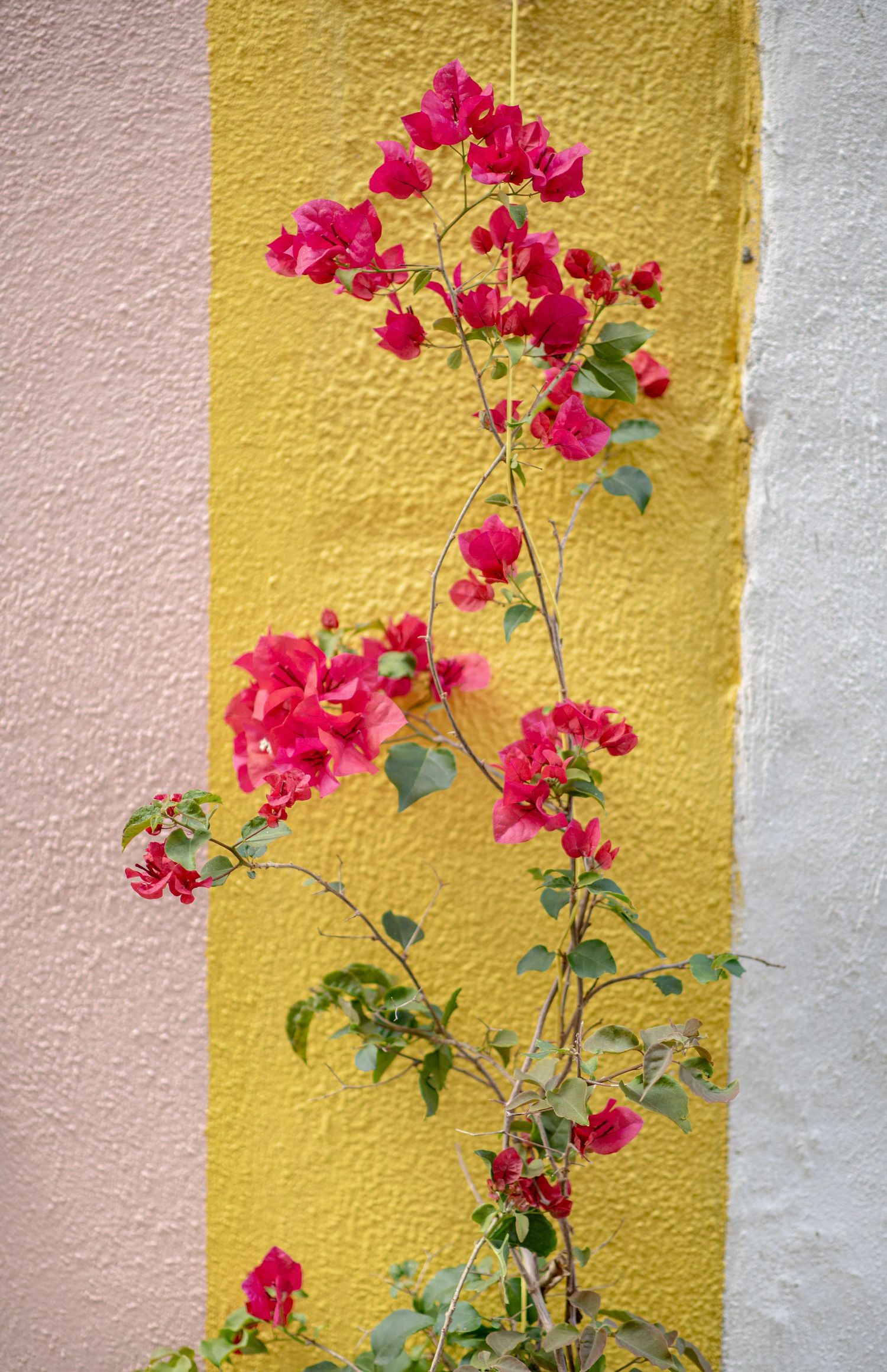 Vibrant pink bougainvillea climbing a yellow and pink stucco wall in full bloom.