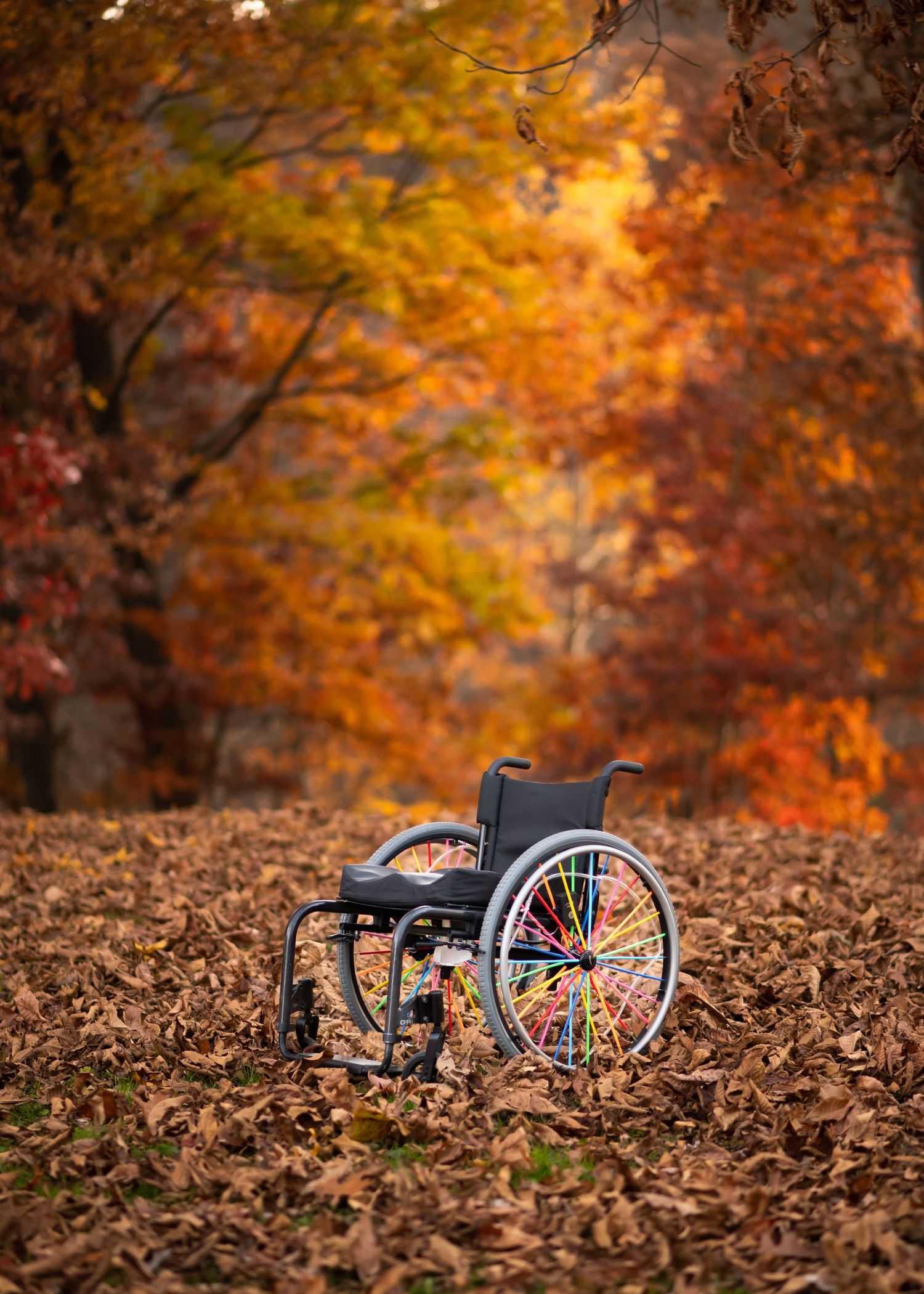 a wheelchair with colorful spokes sits isolated in a thick covering of fall leaves over the ground, with brilliant fall foliage behind