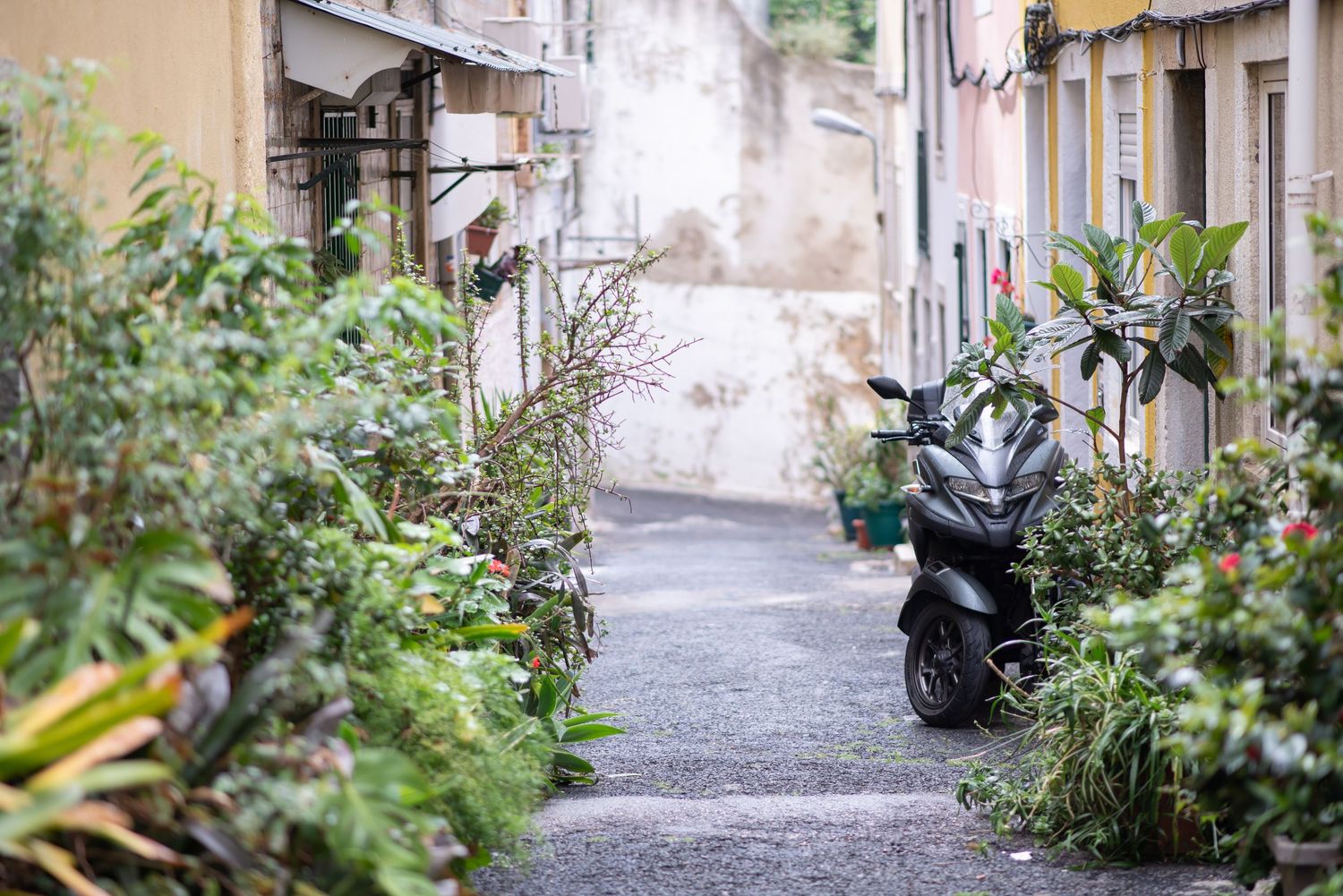 A black scooter parked in a narrow European alley lined with lush green plants and colorful building facades.