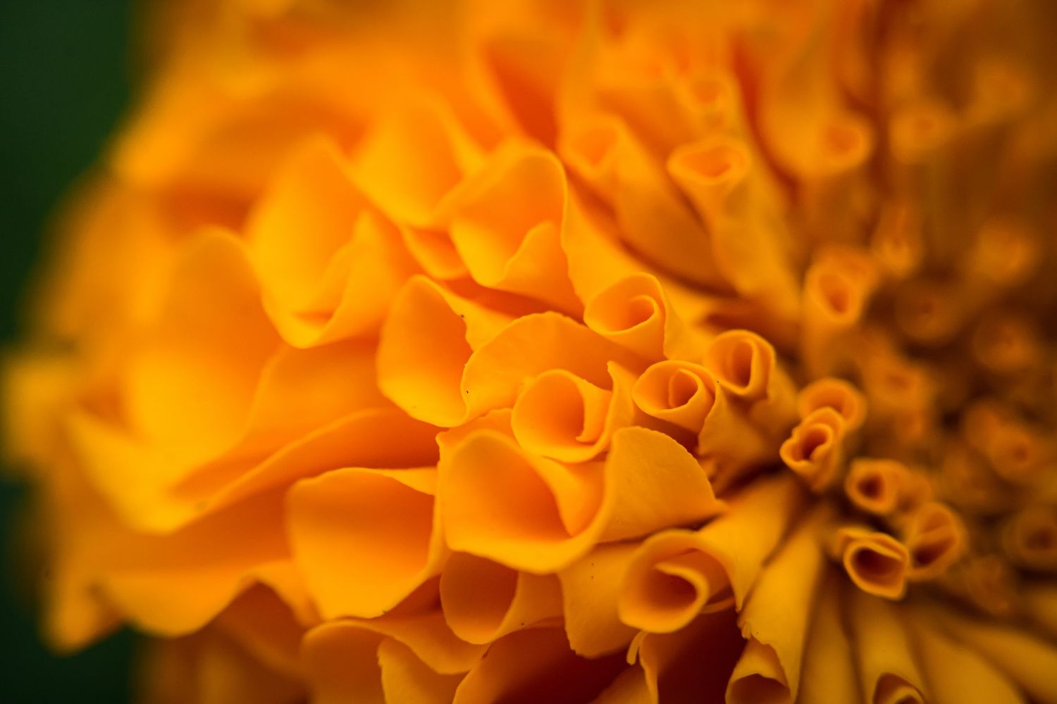 Close-up macro photo of a vibrant orange marigold flower with tightly curled petals against a green background.