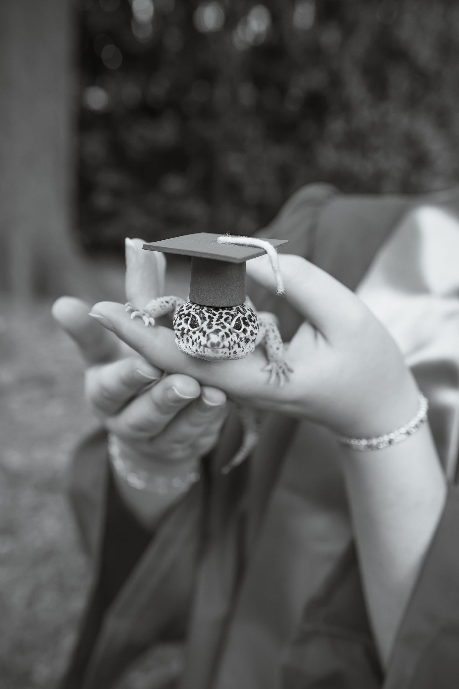 A leopard gecko wearing a tiny graduation cap held in a person's hand, captured in black and white.