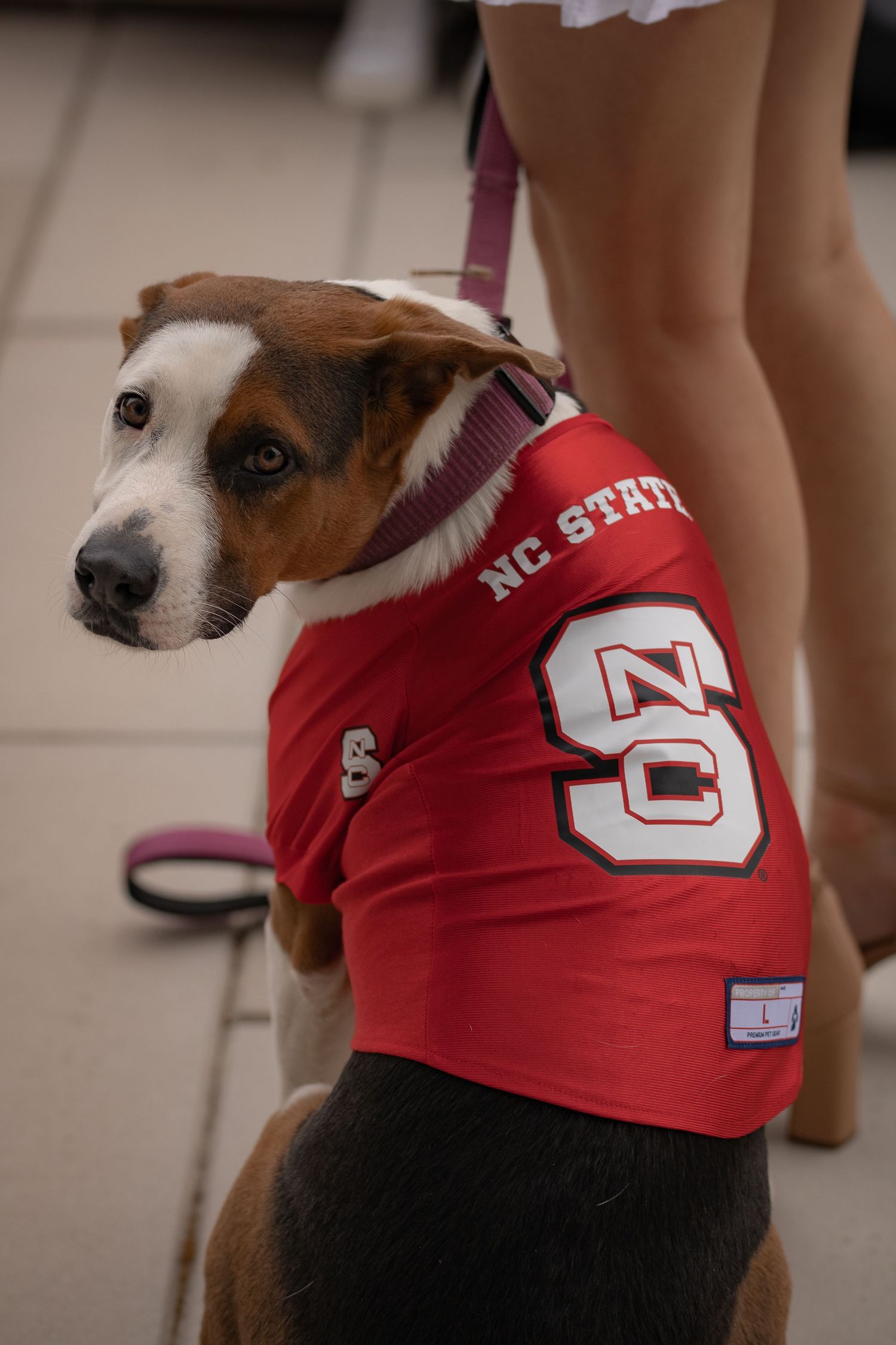 Dog wearing red NC State sports jersey sits for graduation photos.