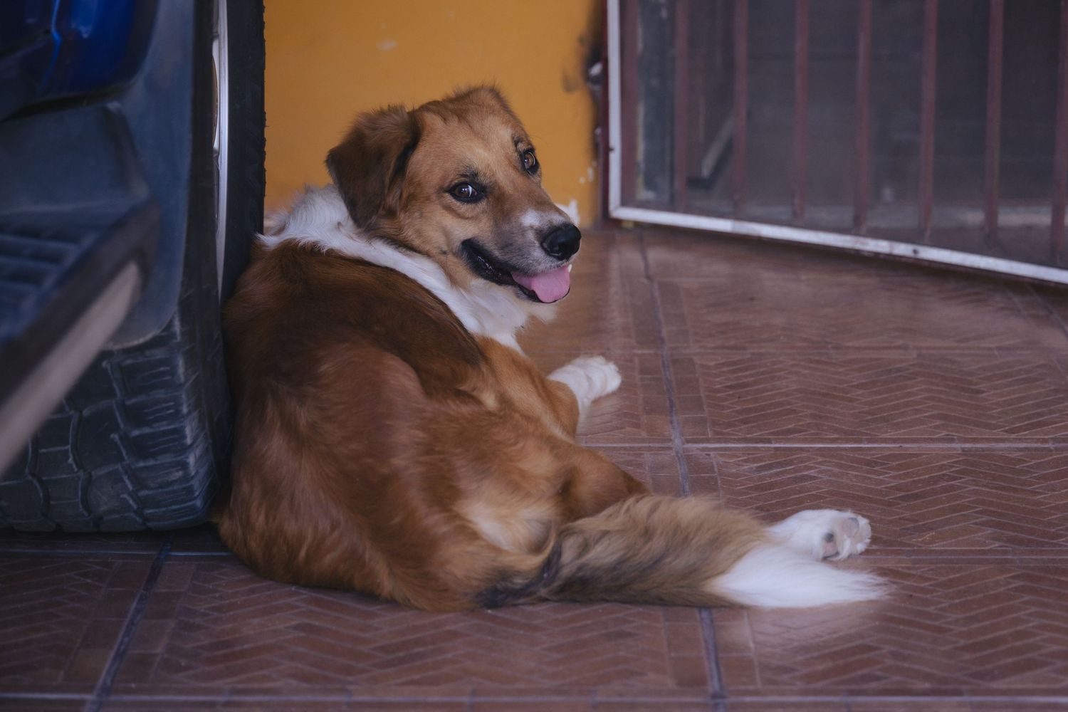 A brown and white dog resting on a tiled floor with its tongue out near a metal gate.