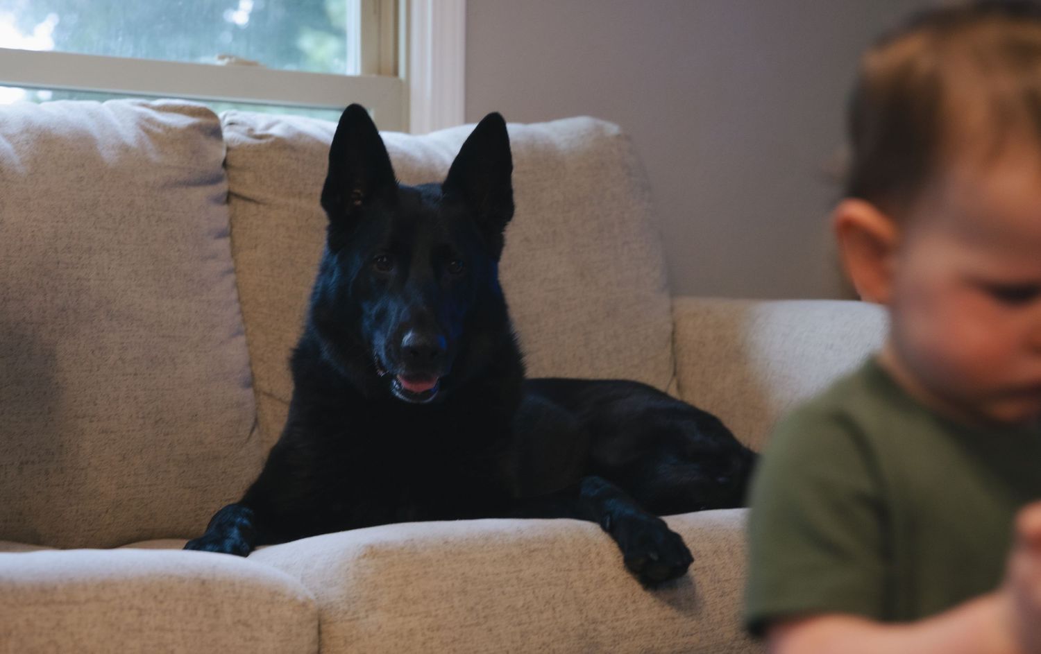 Black German Shepherd dog lying on beige couch with child in foreground in cozy living room setting.