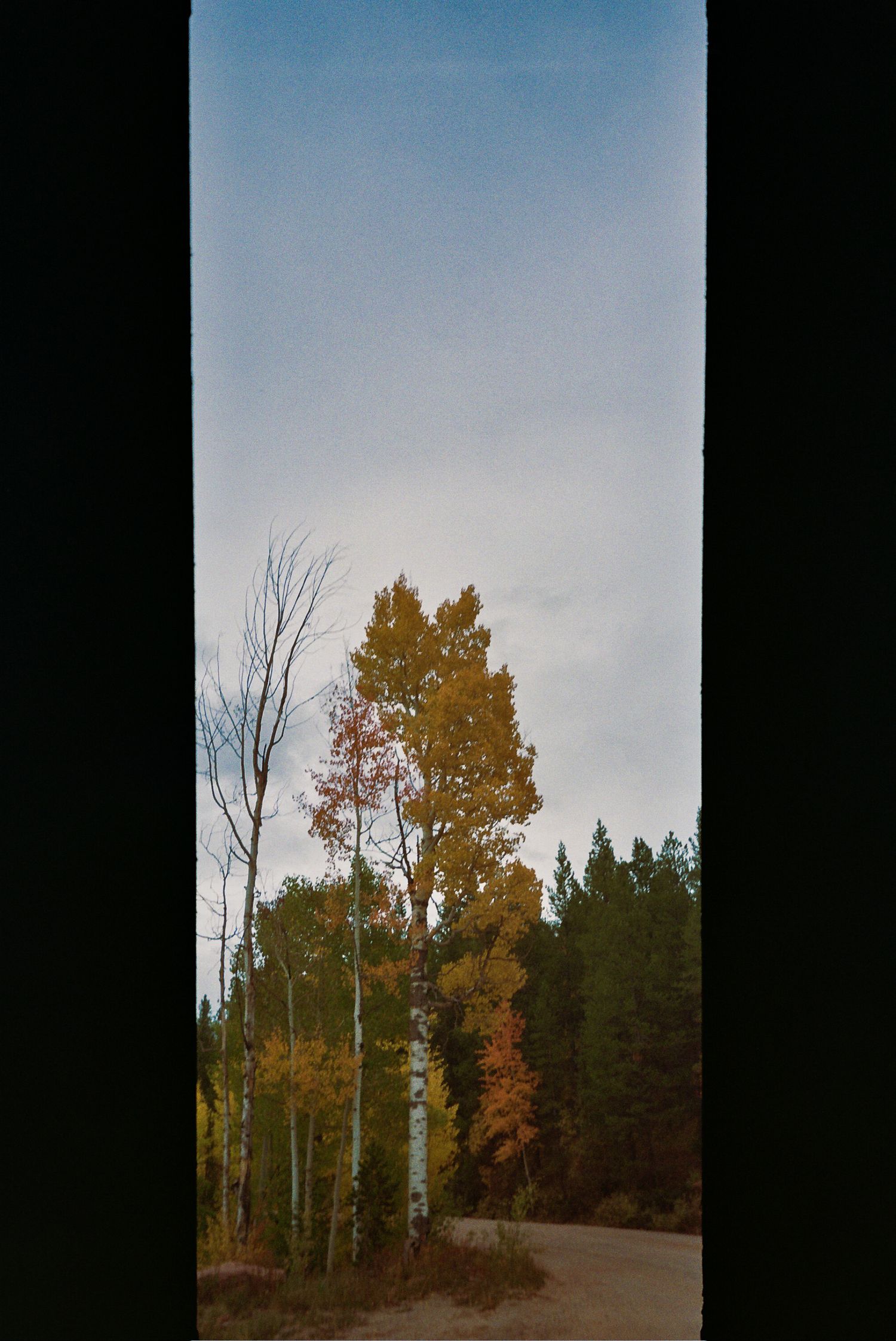 Autumn trees with orange and yellow leaves stand against a cloudy sky in a scenic forest landscape.