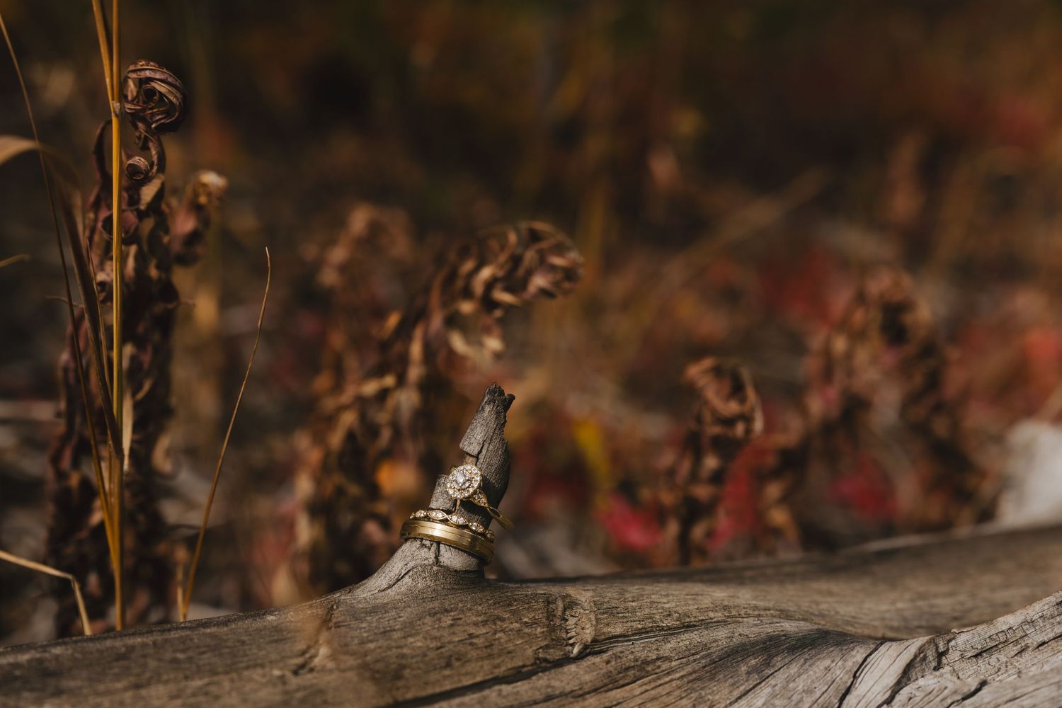 A wedding ring rests on a rustic wooden surface with dried autumn foliage in the background.
