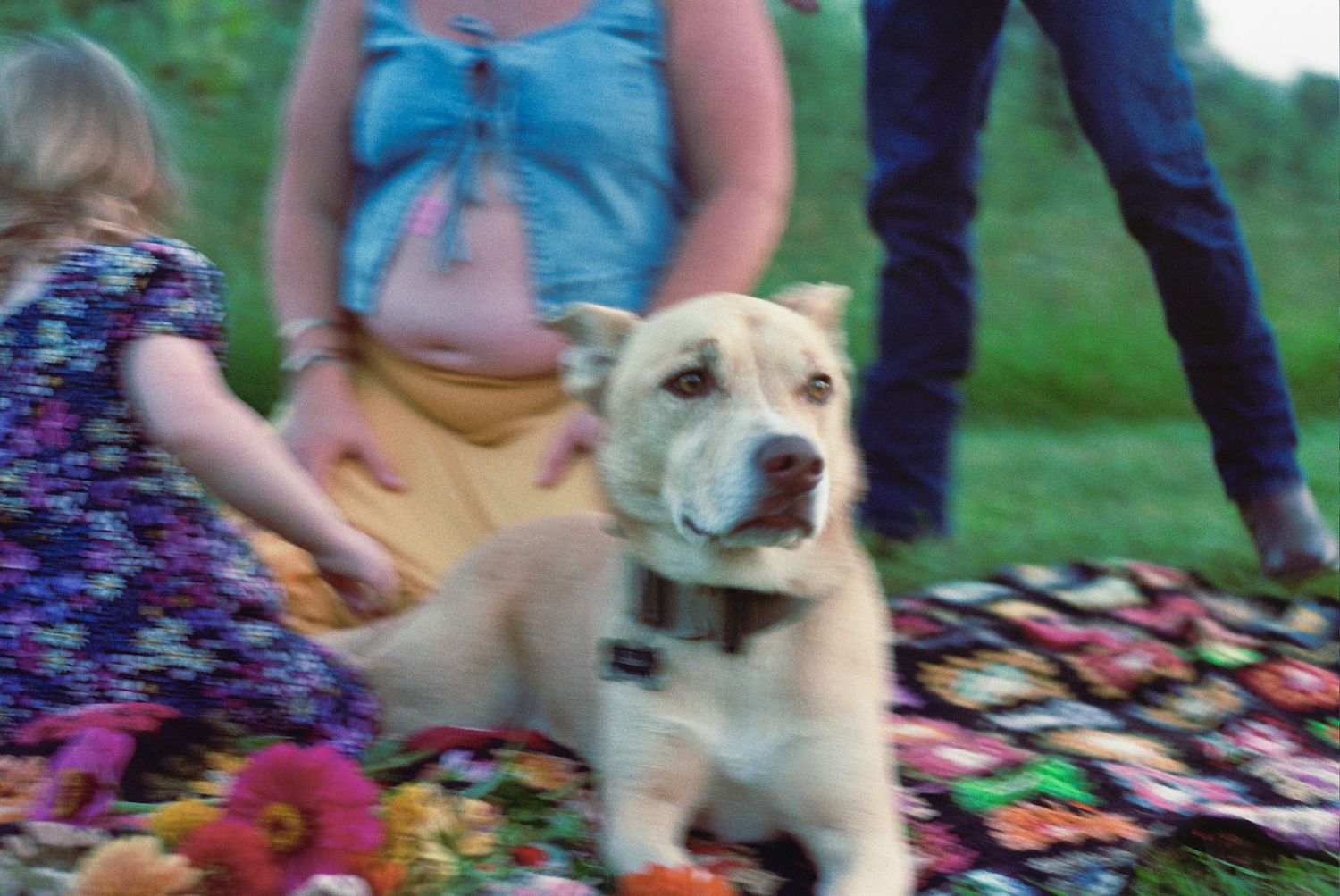 Small fluffy golden-brown puppy rolling playfully on a colorful blanket in an outdoor setting.