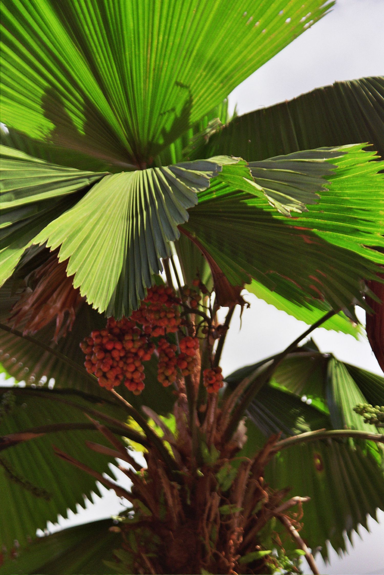 Fan palm fronds spread out in vibrant green against dark red palm fruit clusters in tropical garden setting.