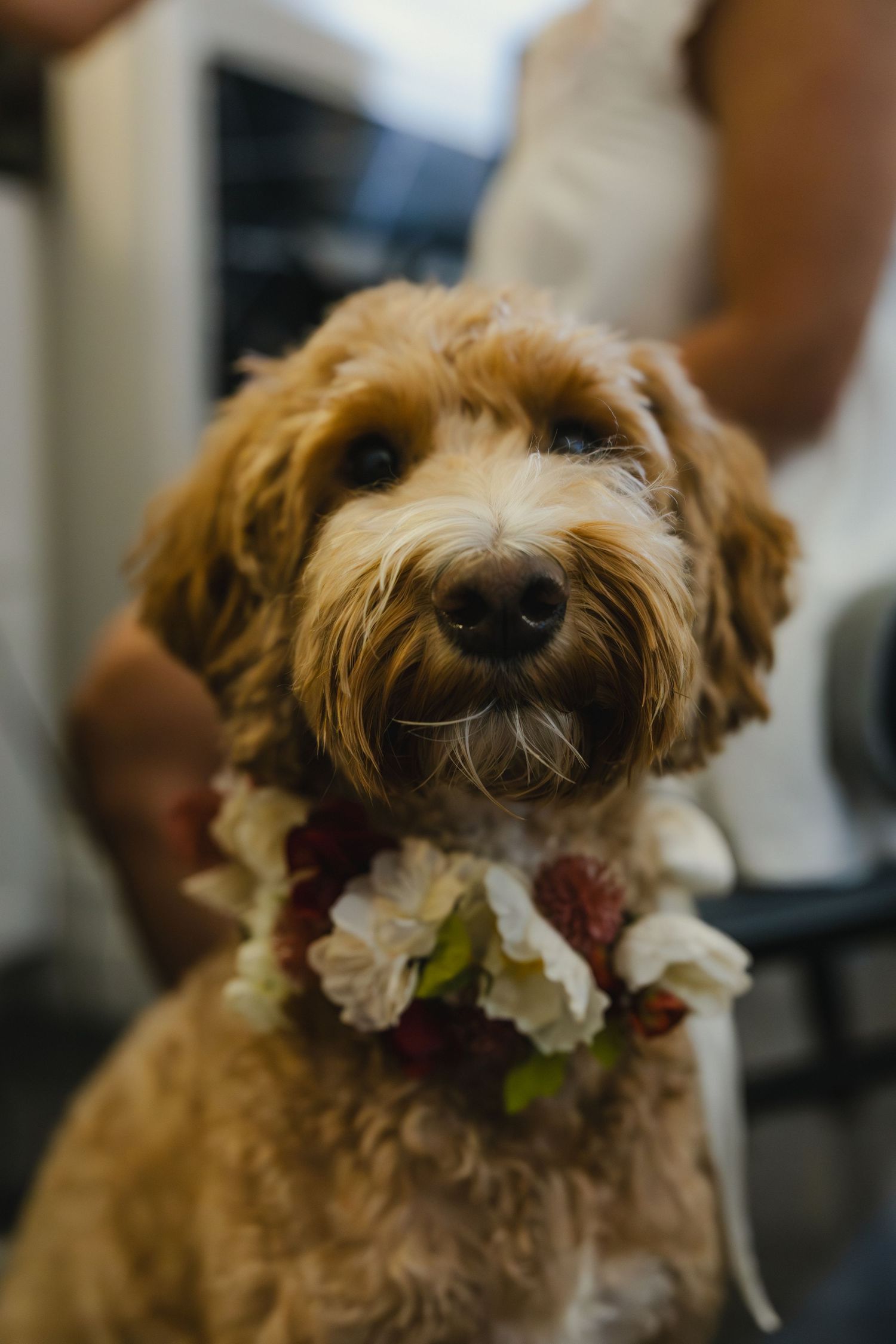 A scruffy brown dog has flowers decoratively arranged in its fluffy fur.