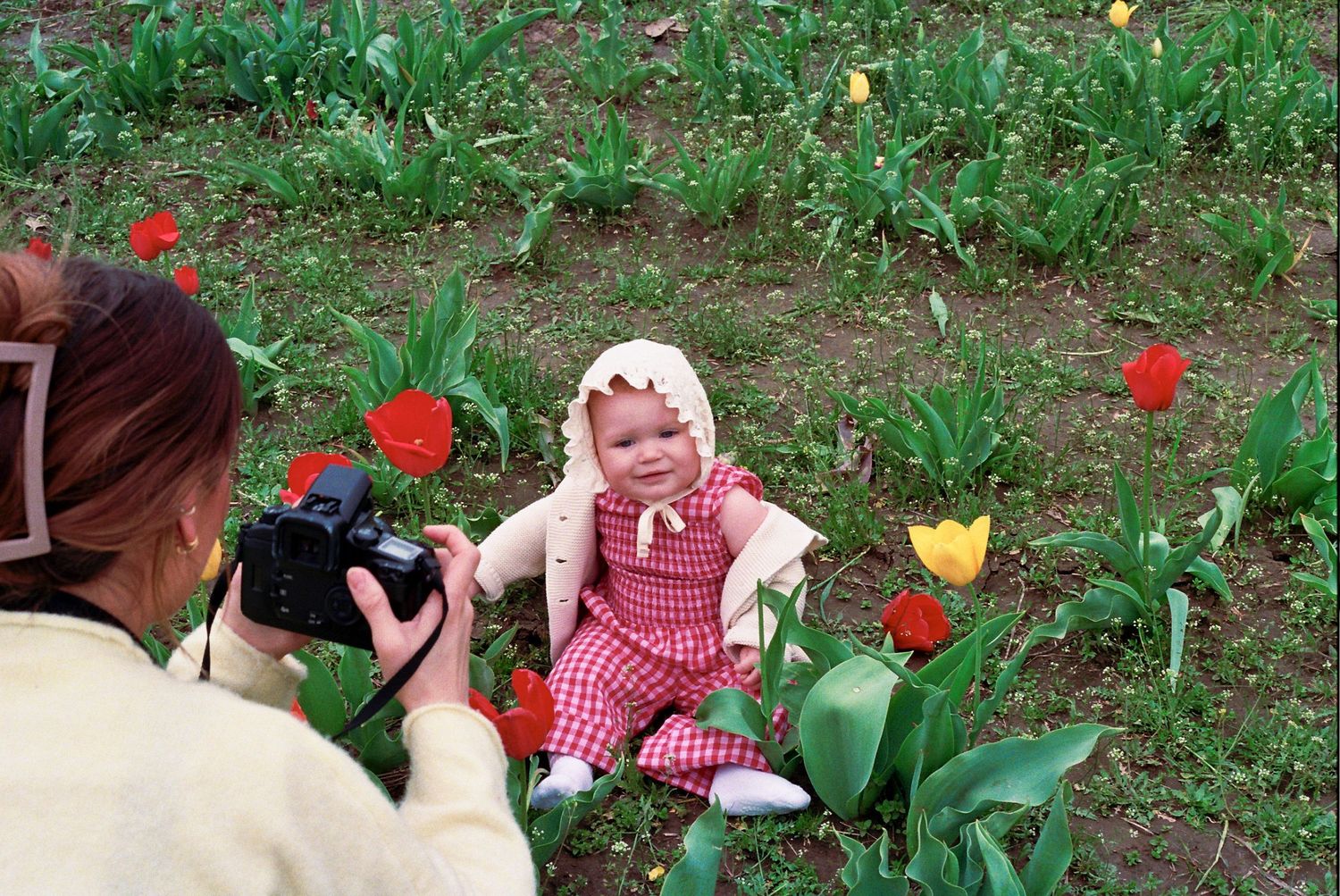 Photographer captures a sweet springtime moment among blooming red and yellow tulips in a garden.