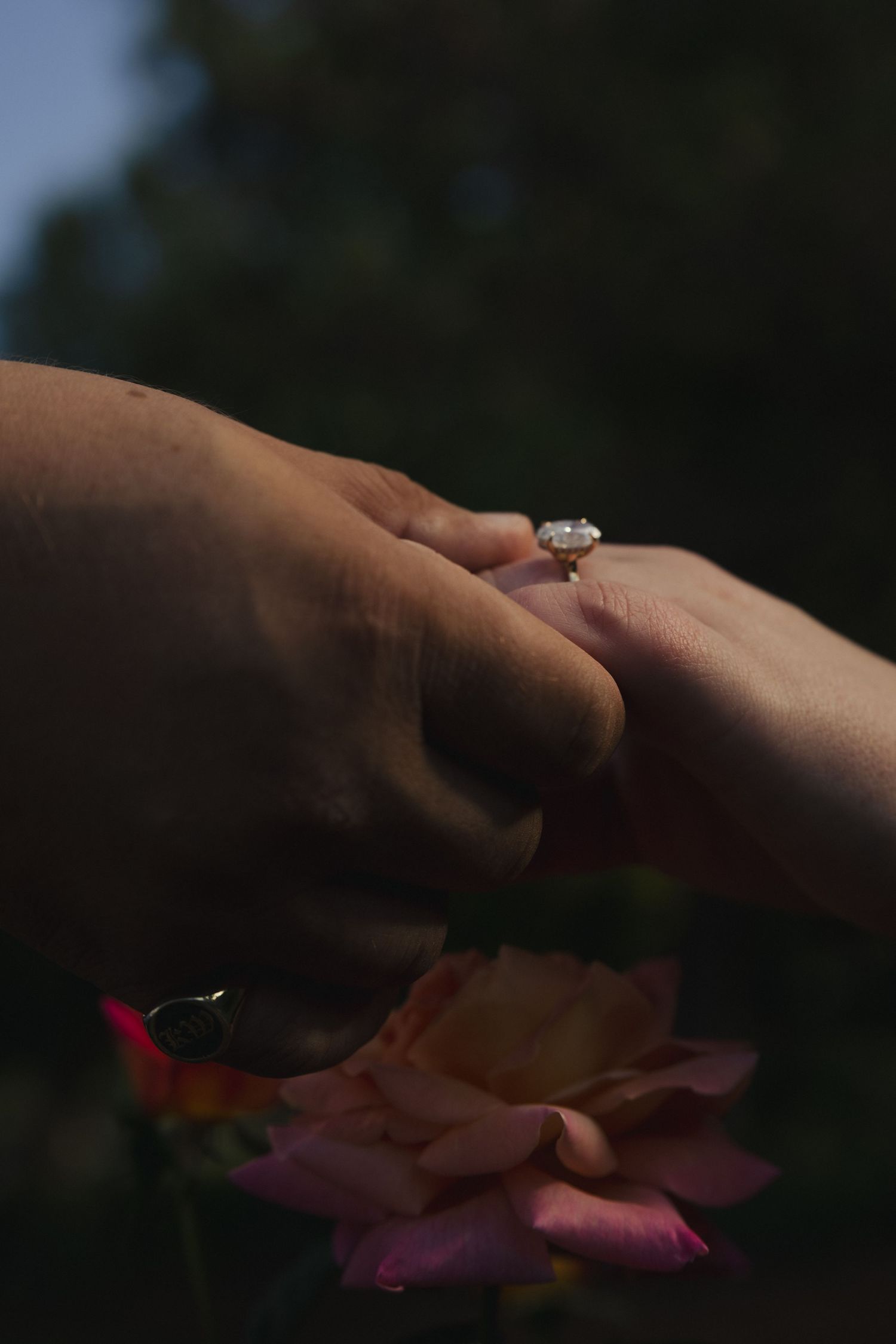 Two hands holding gently over a pink rose, with an engagement ring visible on one finger.