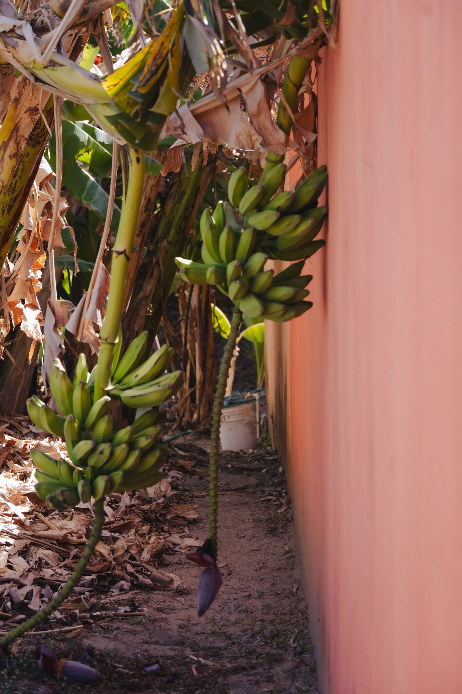 Green banana bunches growing on tropical trees beside a pink wall in a narrow garden pathway.