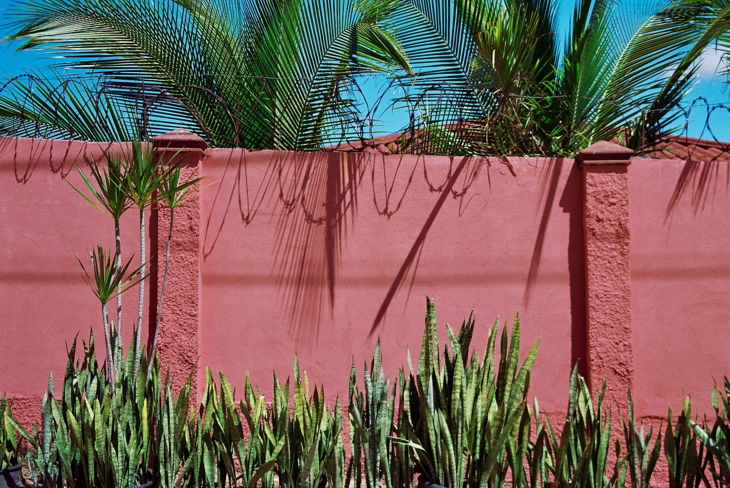 Lush palm trees and tropical plants grow against a coral-colored wall in a garden setting.