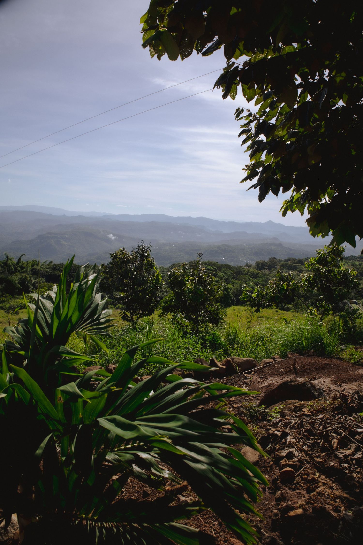 Scenic mountain landscape view through tropical foliage with green plants in the foreground.