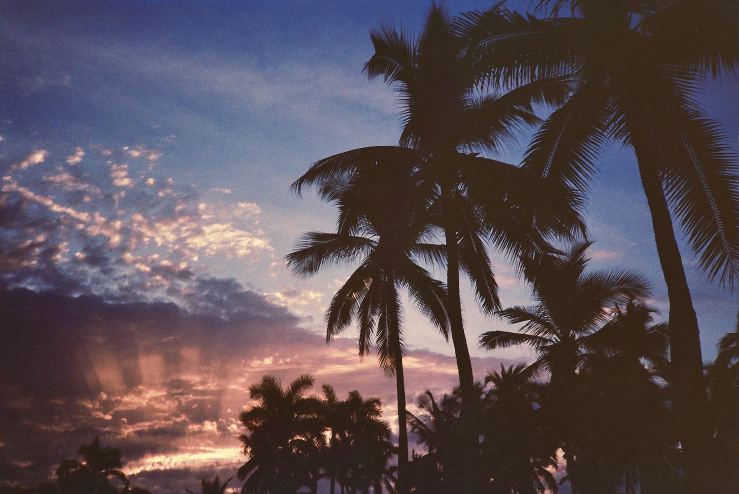 Silhouettes of tall palm trees against a vibrant tropical sunset sky with colorful clouds in shades of blue and orange.