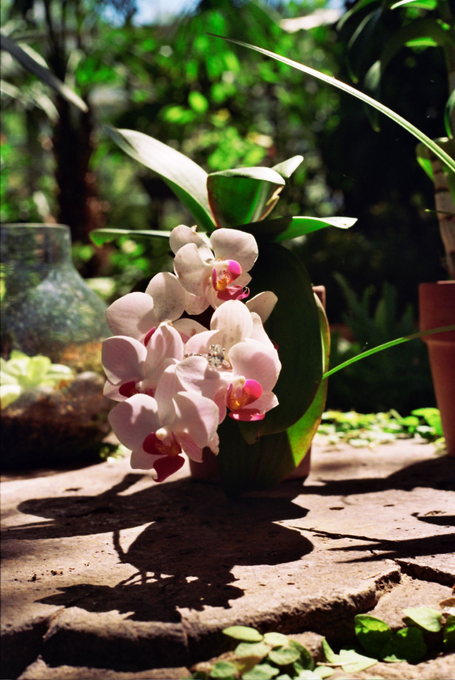 Pink orchid flowers blooming in sunlight with green foliage and garden pots casting shadows on stone surface.