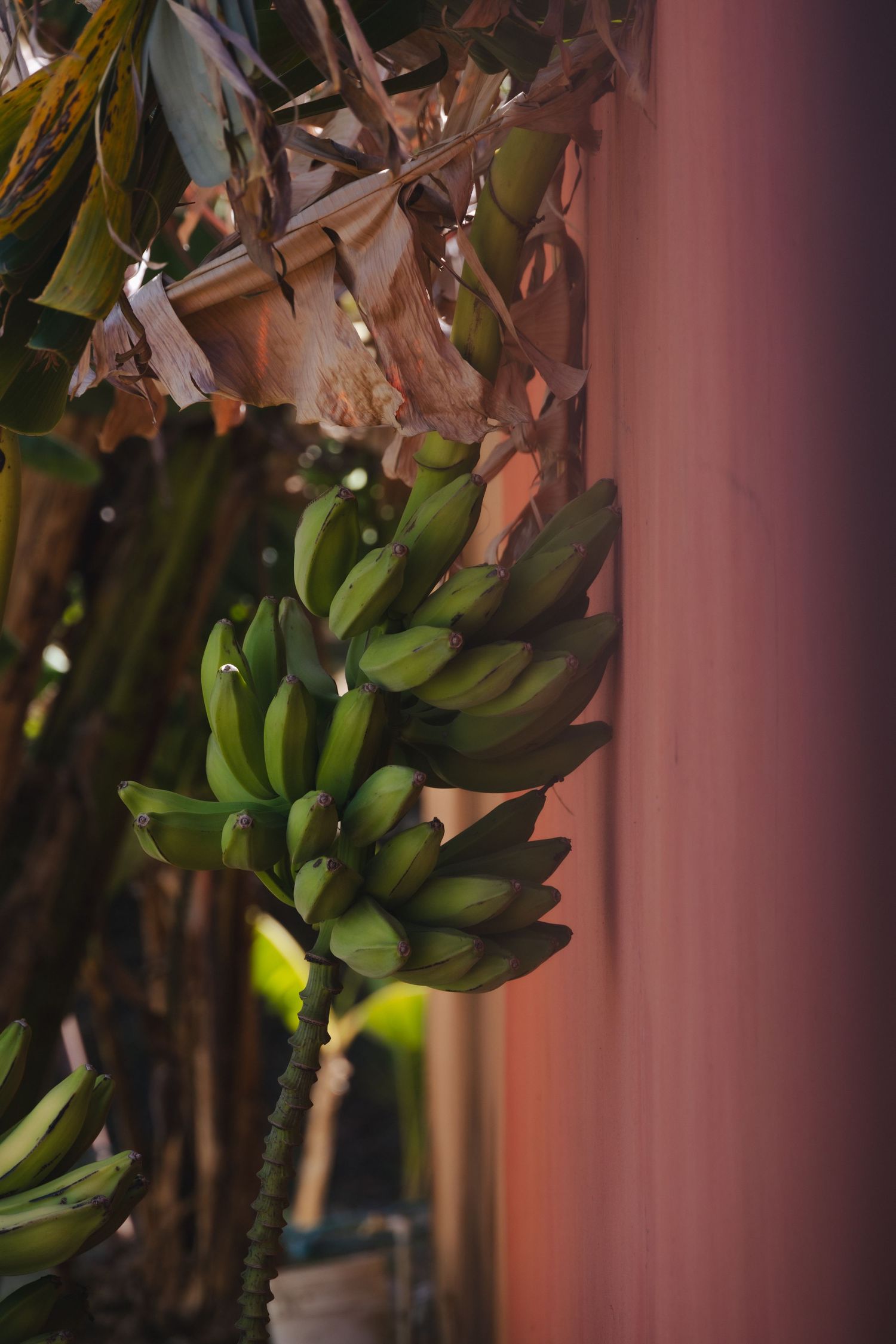 A bunch of unripe green bananas hanging from a banana tree near a pink wall in a tropical garden.