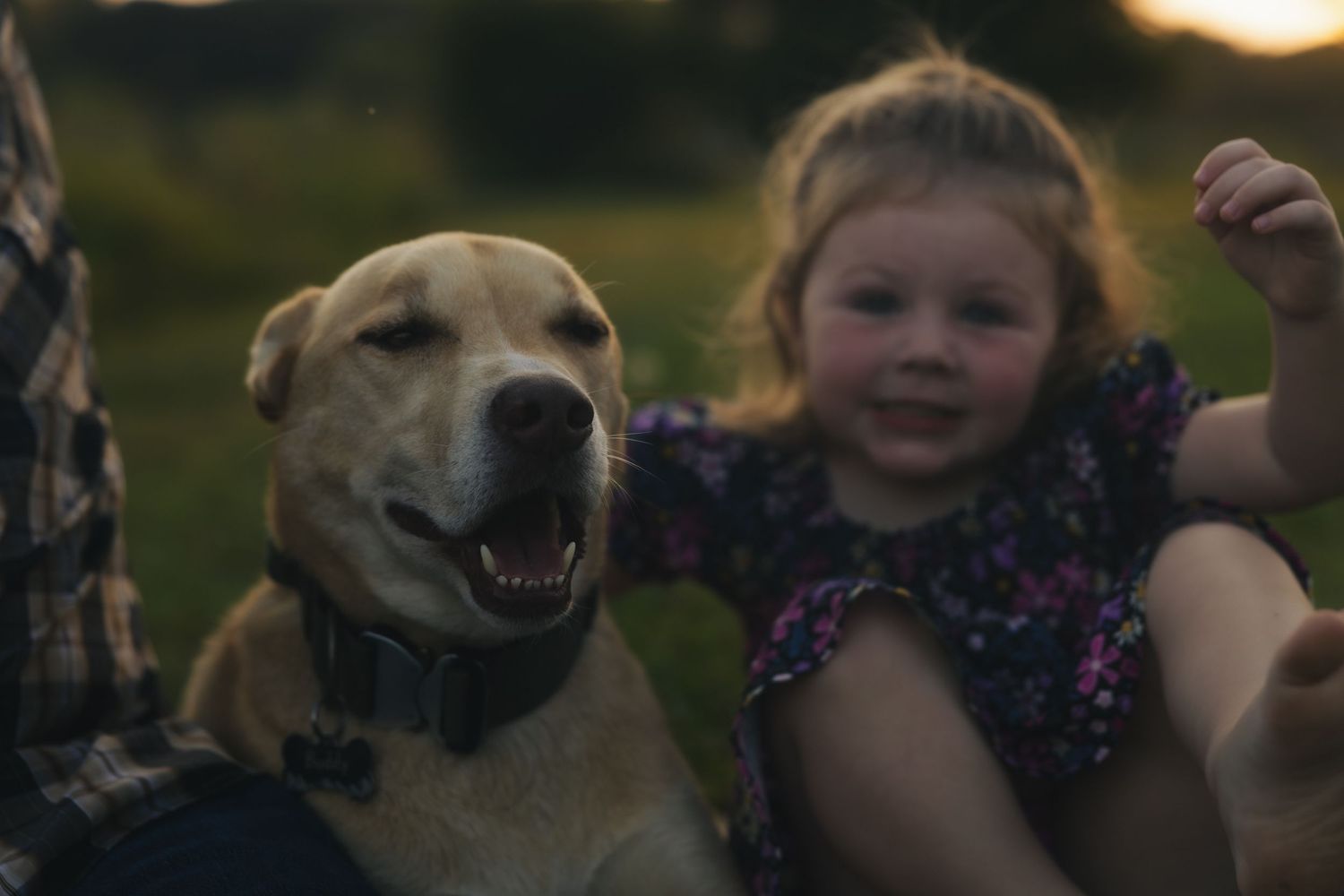 Dogs and people pose together in a grassy field at sunset with purple flowers and warm lighting.