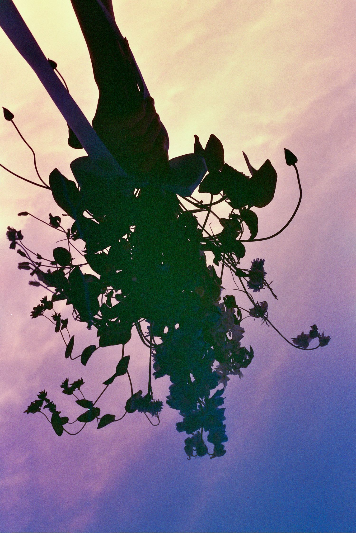 Silhouetted maple leaves and branches create a dramatic contrast against a pink and purple sunset sky.