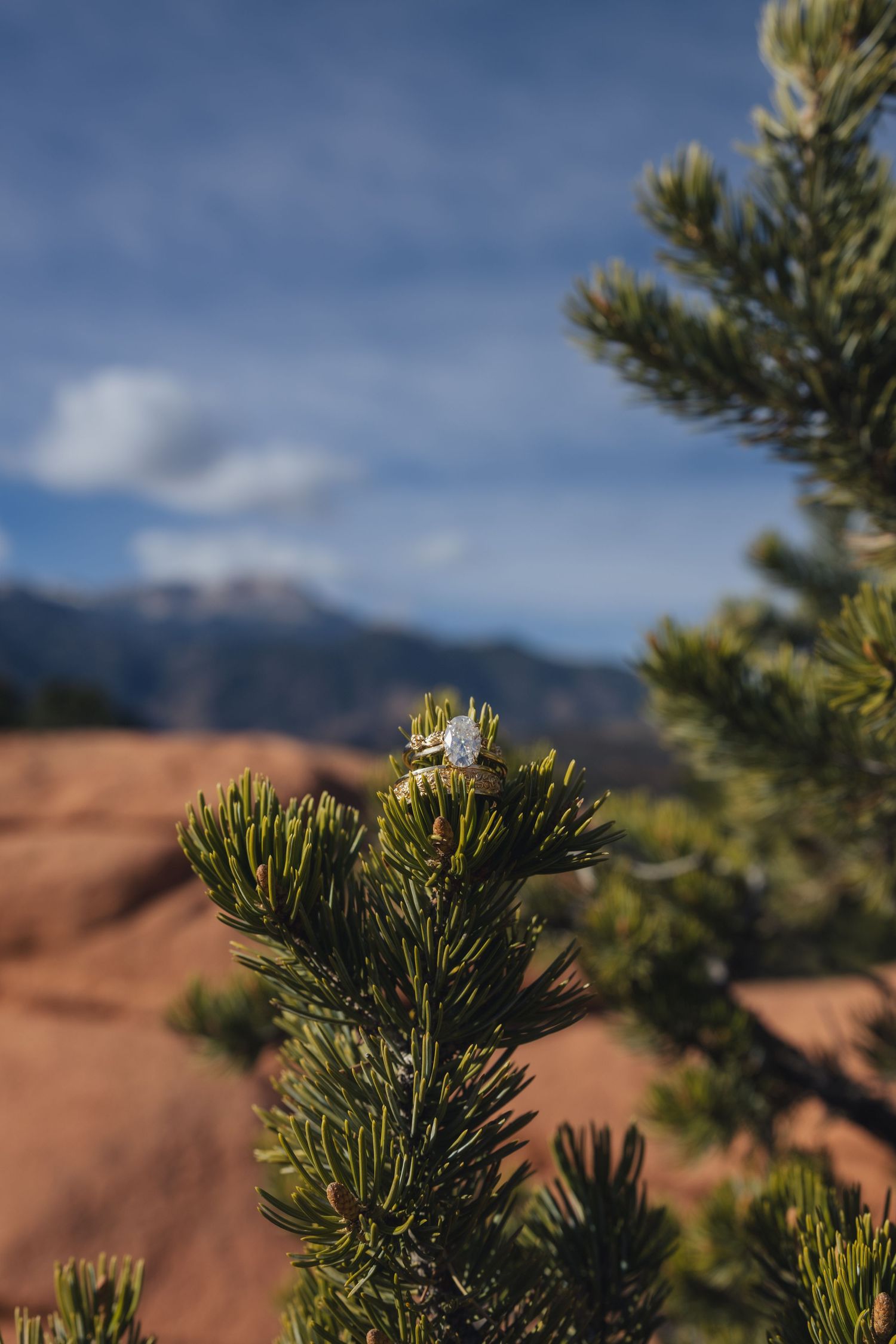 Close-up of a pine tree branch with new growth, set against red rock formations and blue sky in Colorado.
